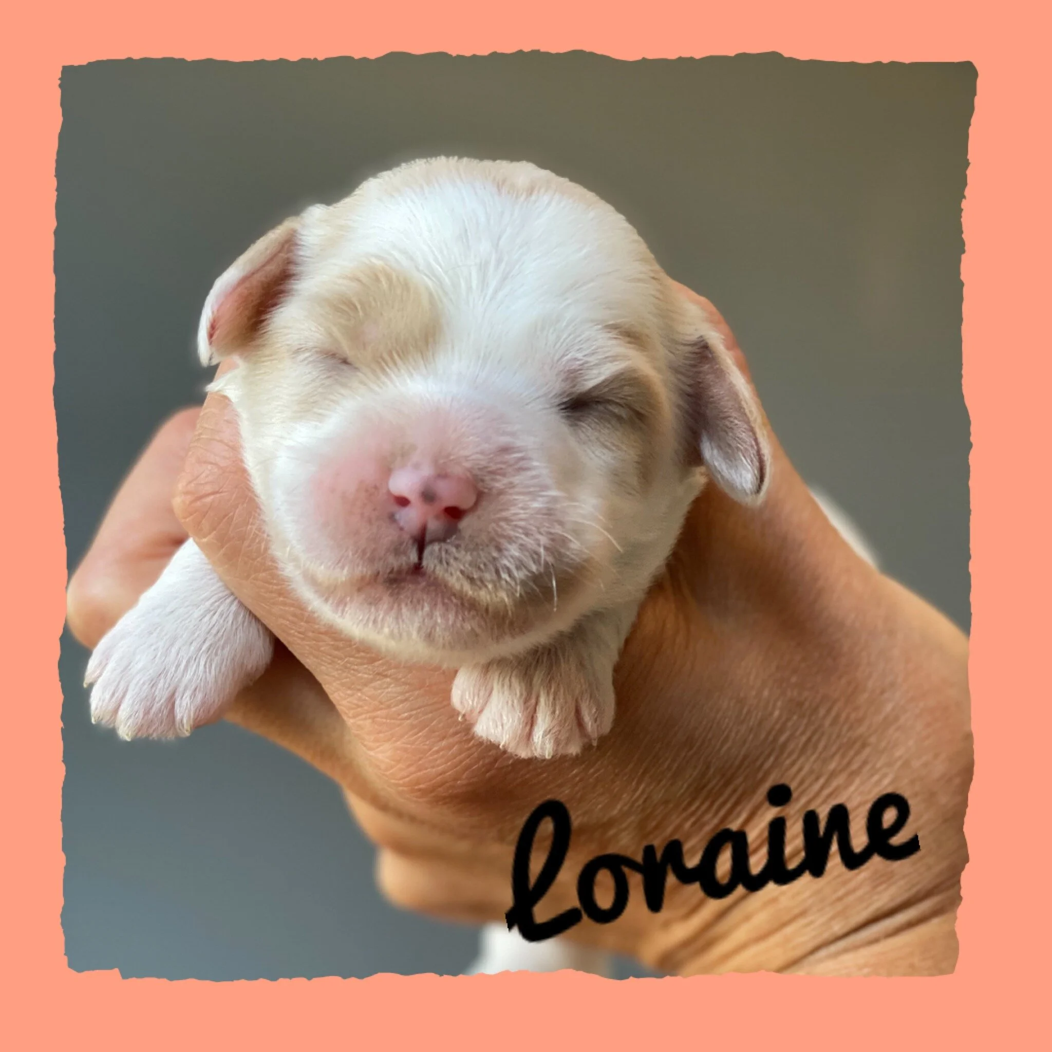 Coulee’s Remi X Coulee’s Theodore🐾