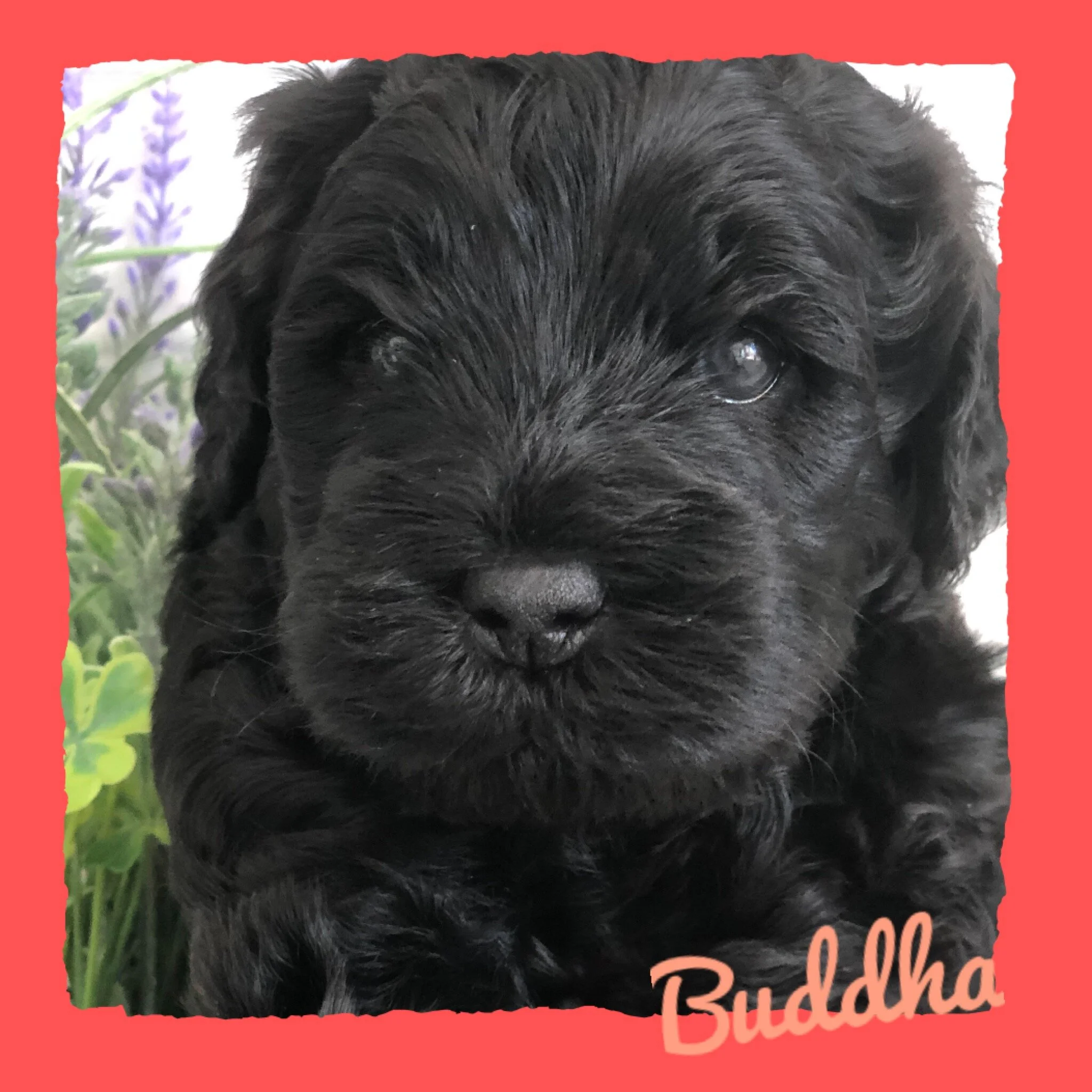 Coulee’s Gala x Neilly’s Dexter🐶