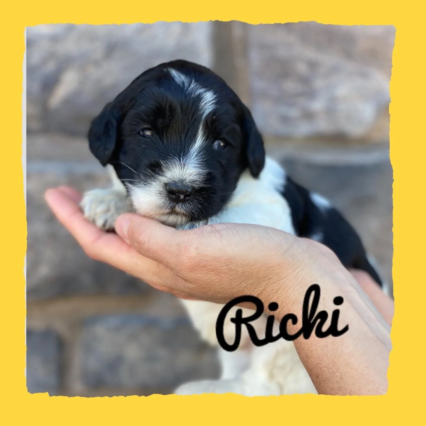 Coulee’s Remi x Coulee’s Theodore 🐶