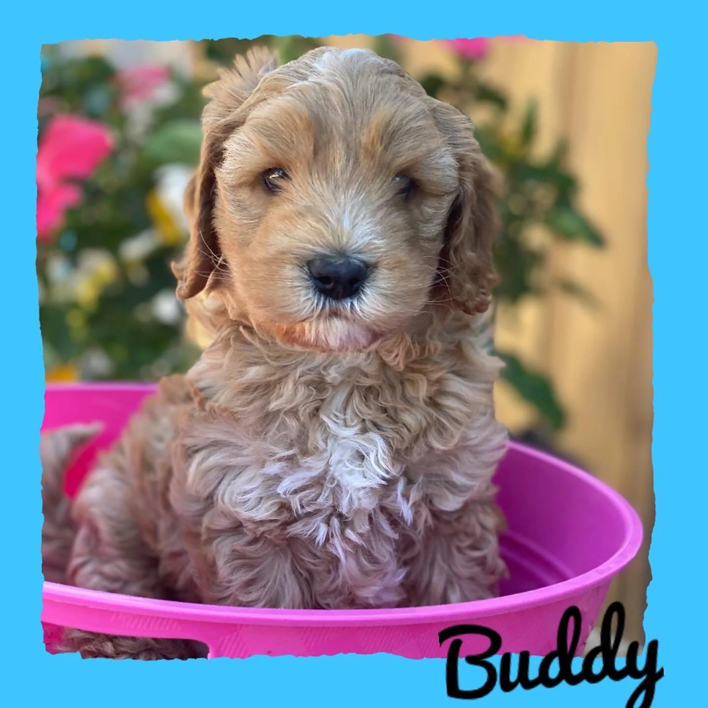 Coulee’s Gala x Neilly’s Dexter 🐾❤️