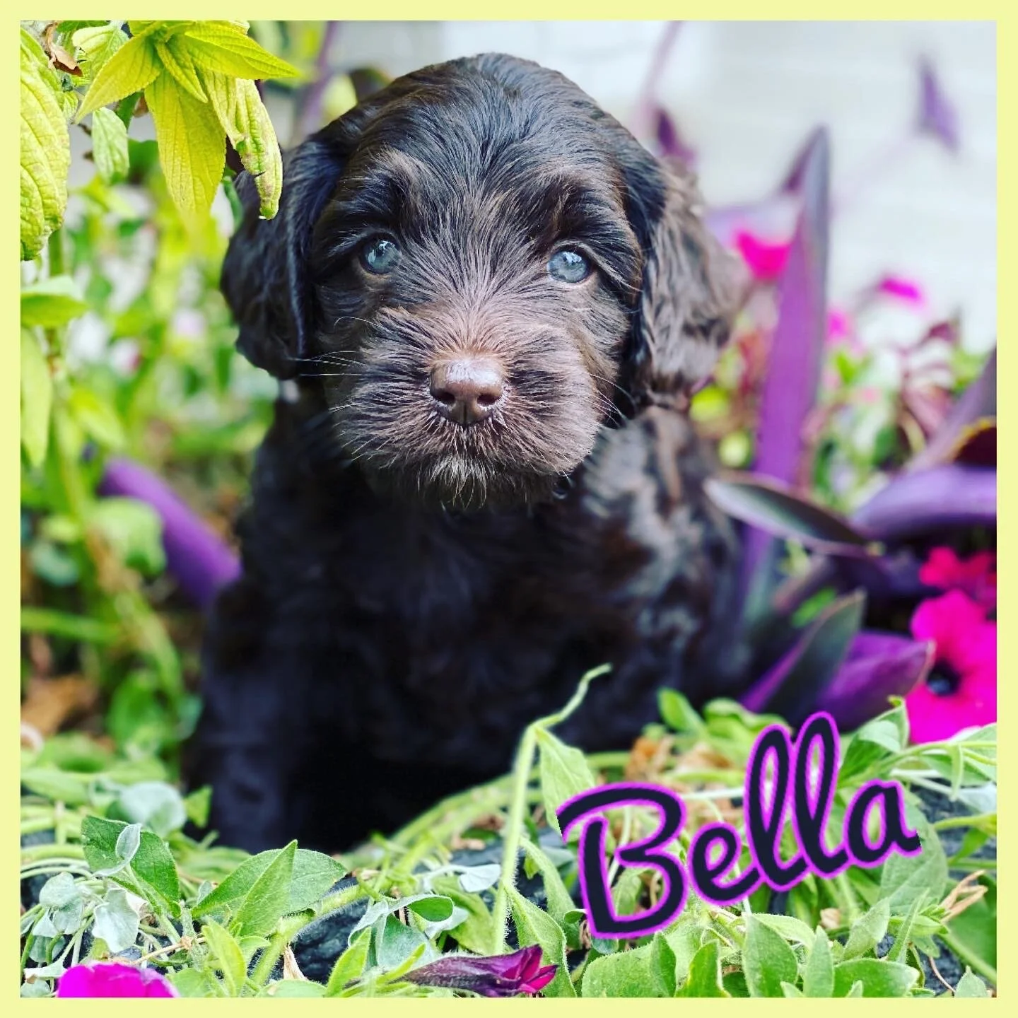 Coulee’s Remi x Coulee Theodore Pups 5 Weeks…