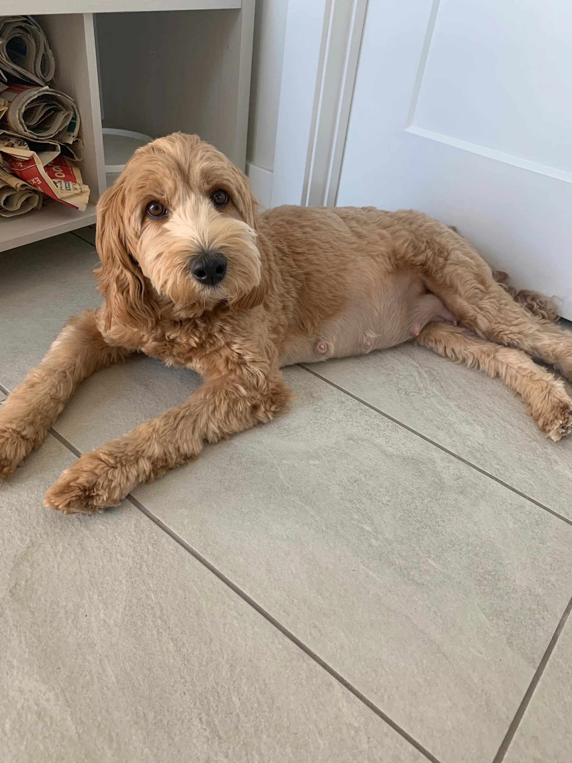 Millie is growing by the day!