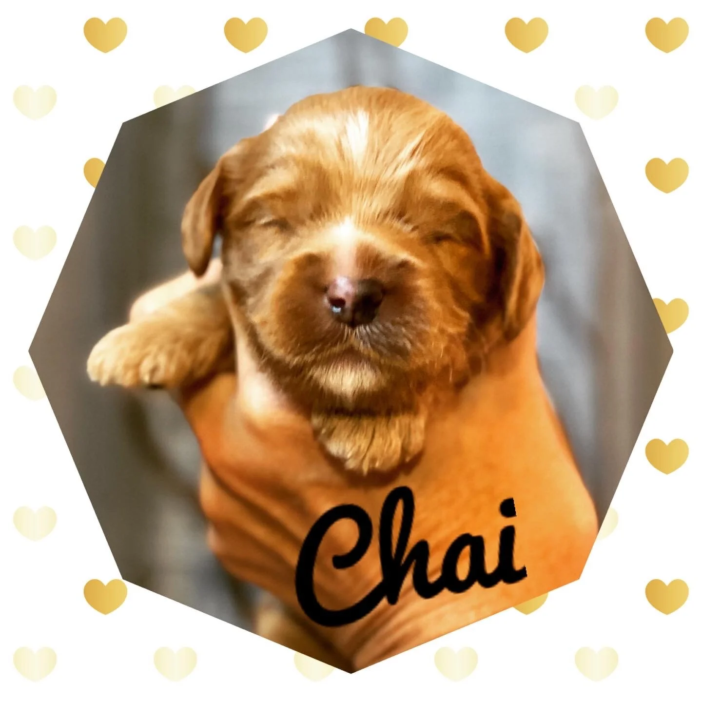 Coulee’s Koda Babies are 2 Weeks Old!