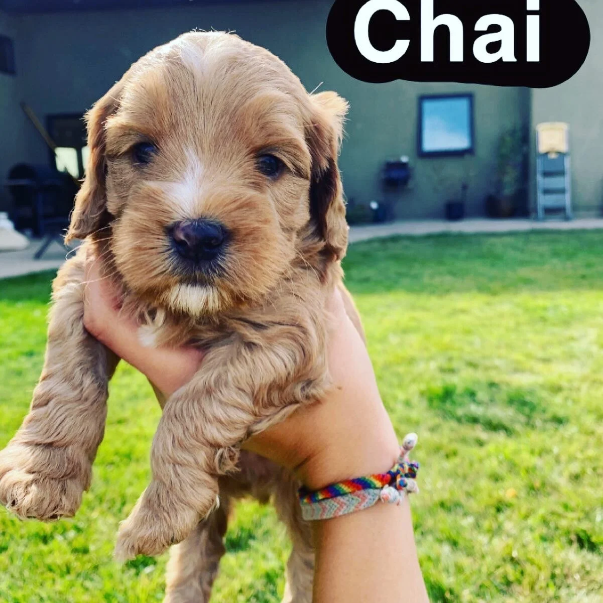 Koda Puppy 🐶 Photo Shoot