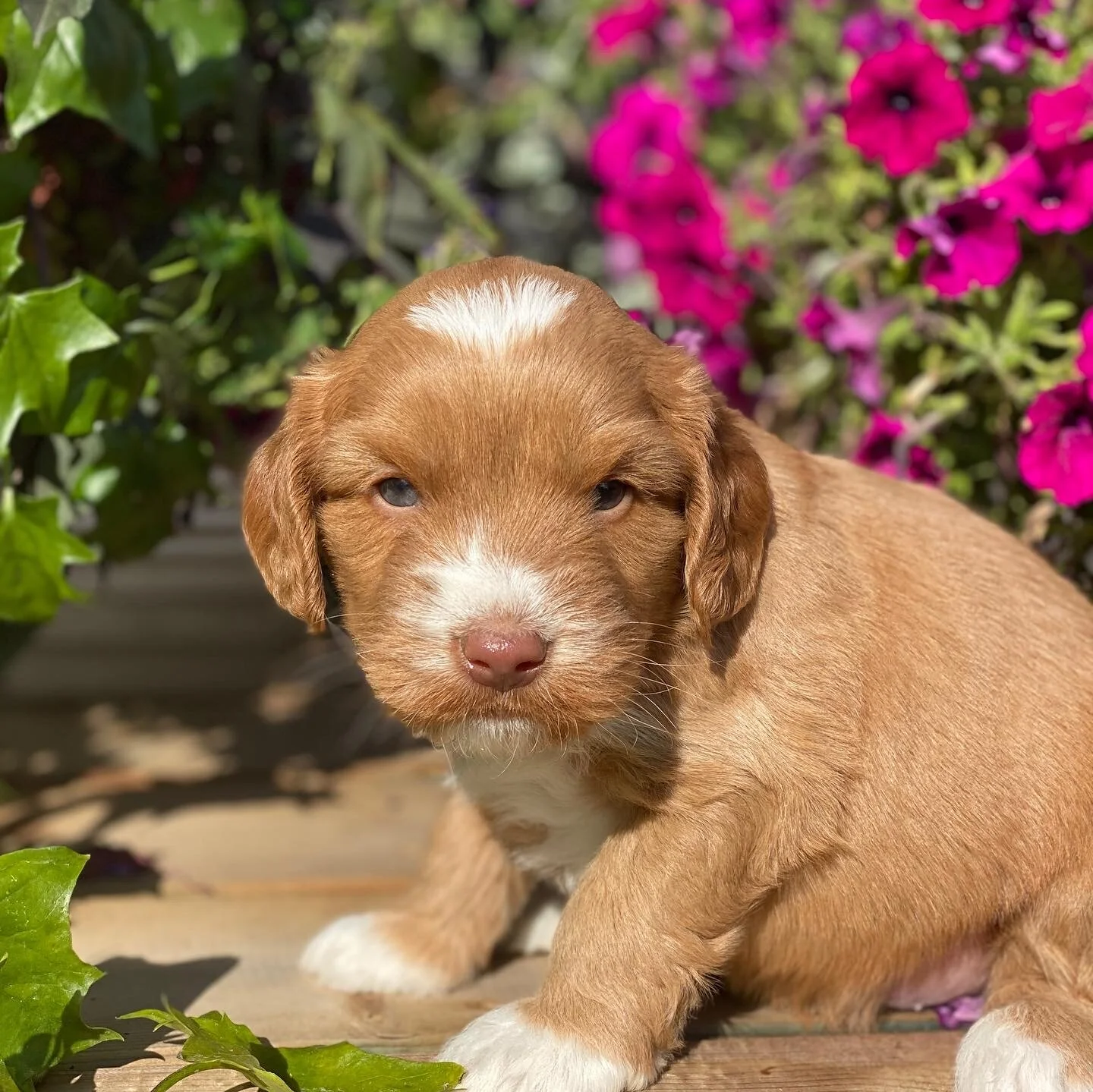 Callie Babies 5 weeks and counting…🐶