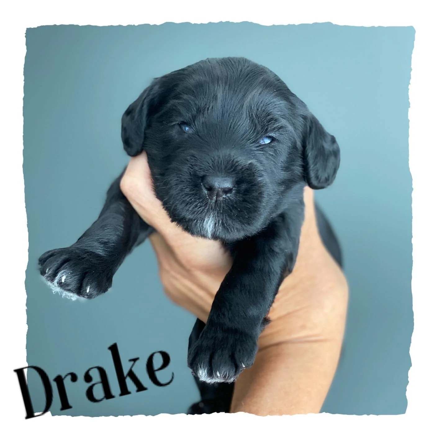 Coulee’s Million Dollar Baby x Coulee’s Wrigley 2 Week Photo Shoot 📸