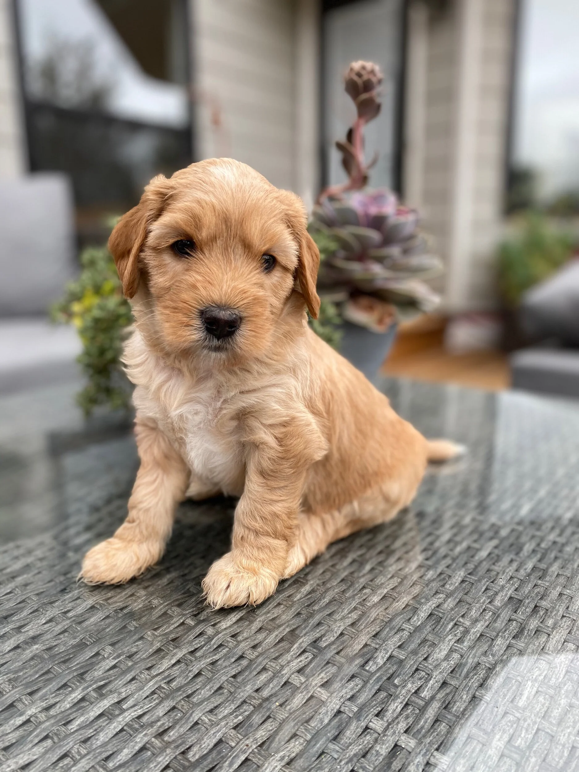 Coulee California Dream x Prairie Bernard the Saint 🐶