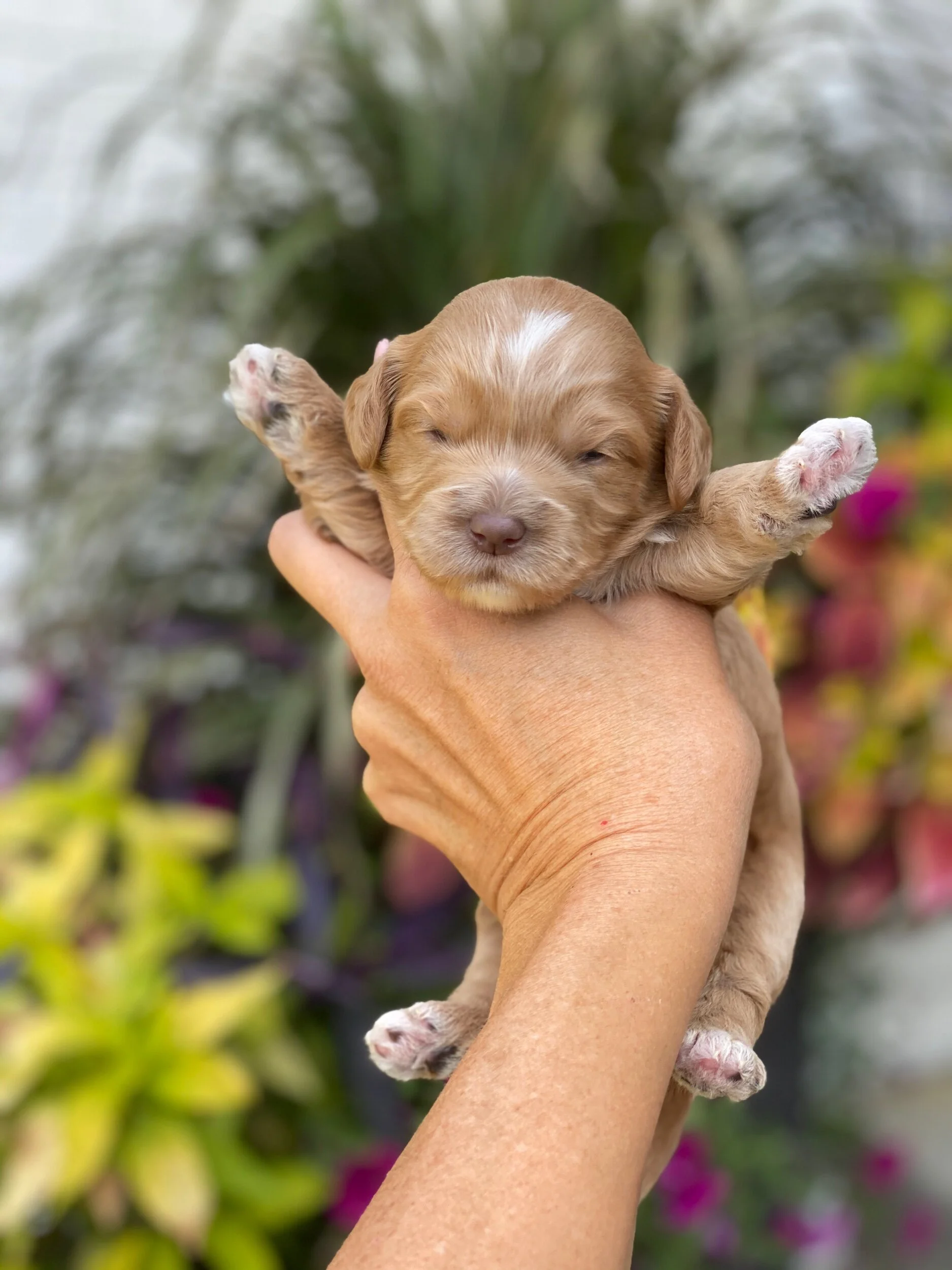 Coulee Ella Pups x Coulee Wrigley 🐾❤️