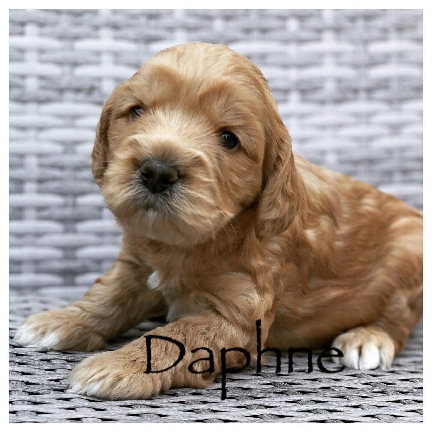 Coulee’s Million Dollar Baby 4 week Photos 📸