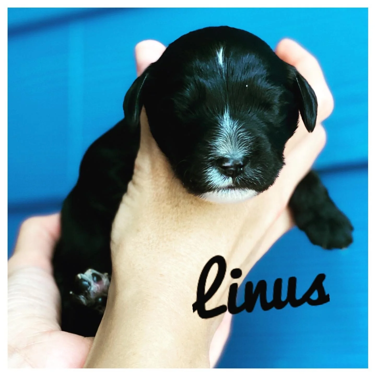 Coulee Redd Sunset x Coulee’s Theodore 1 week Photos 📸