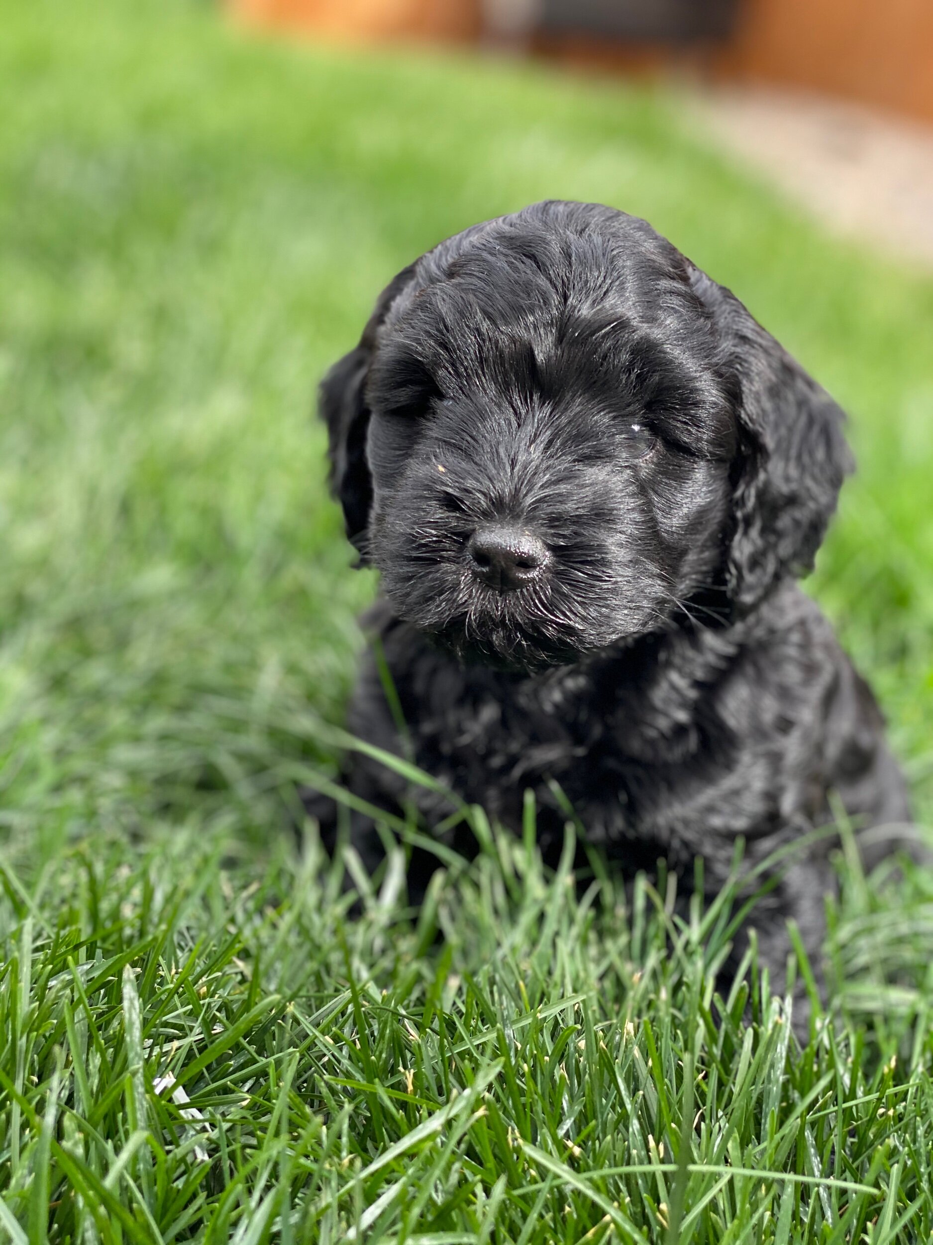 Coulee’s Millie x Coulee’s Wrigley 🐾