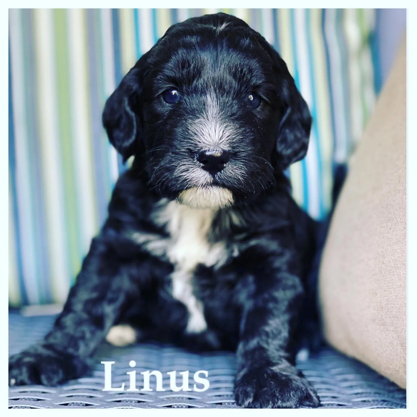 Coulee Redd Sunset x Coulee Theodore ❤️