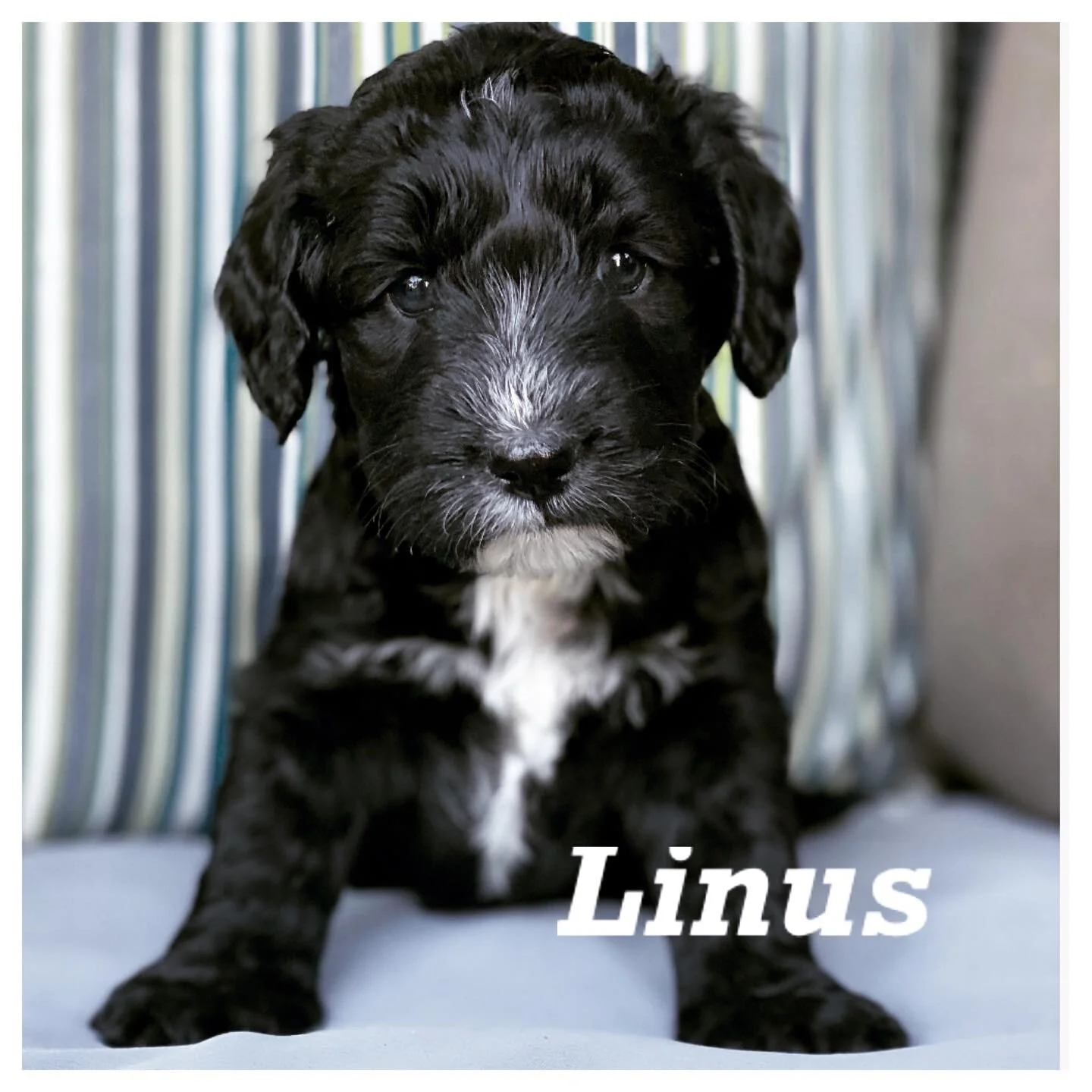 Coulee’s Redd Sunset x Coulee’s Theodore 🐾