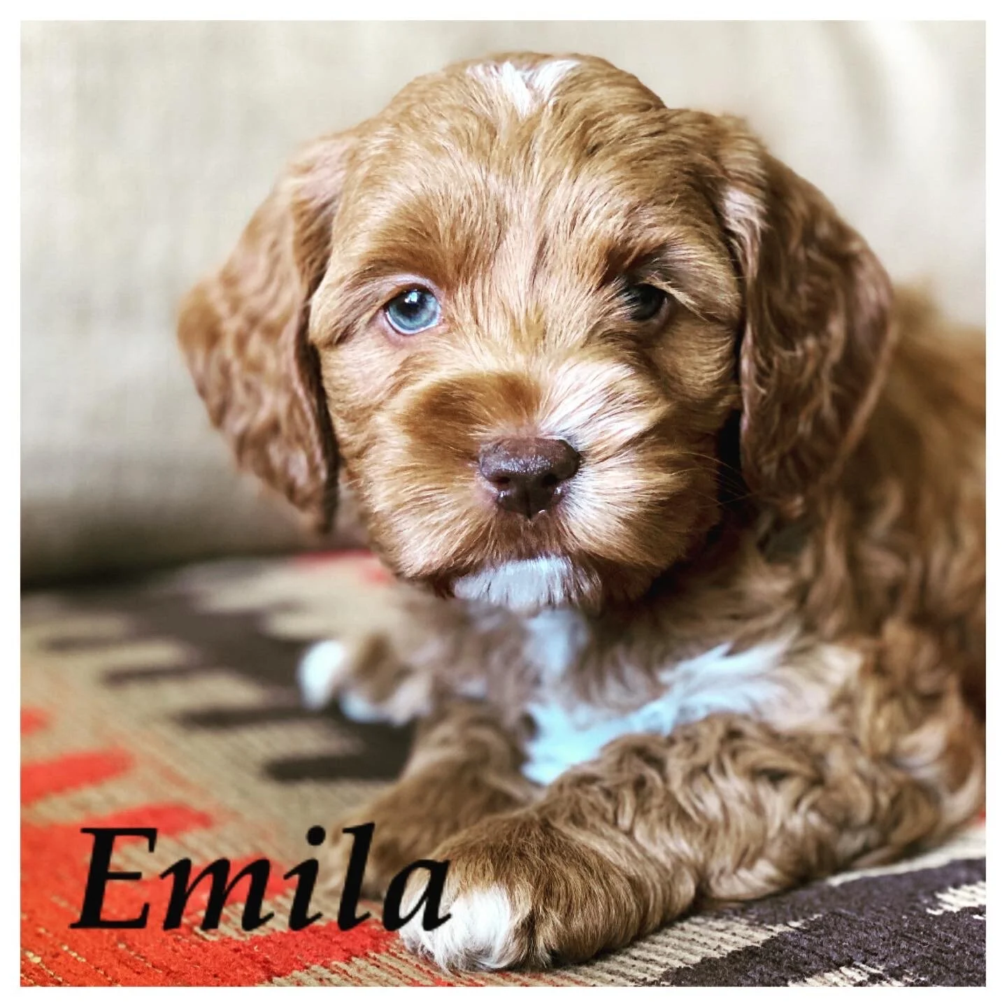 Coulee’s Ella x Coulee Wrigley ❤️