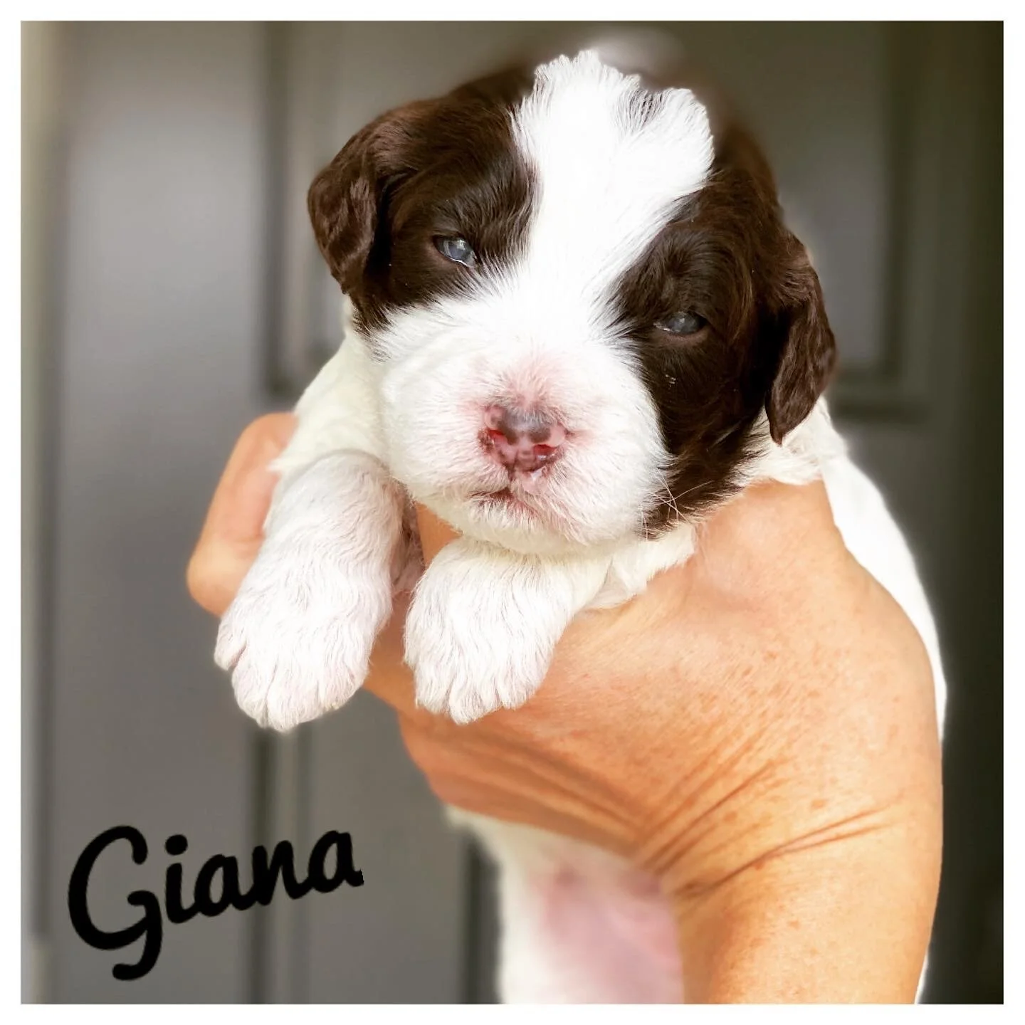 Coulee’s Tiramisu x Cream Puff Molesley 🐾