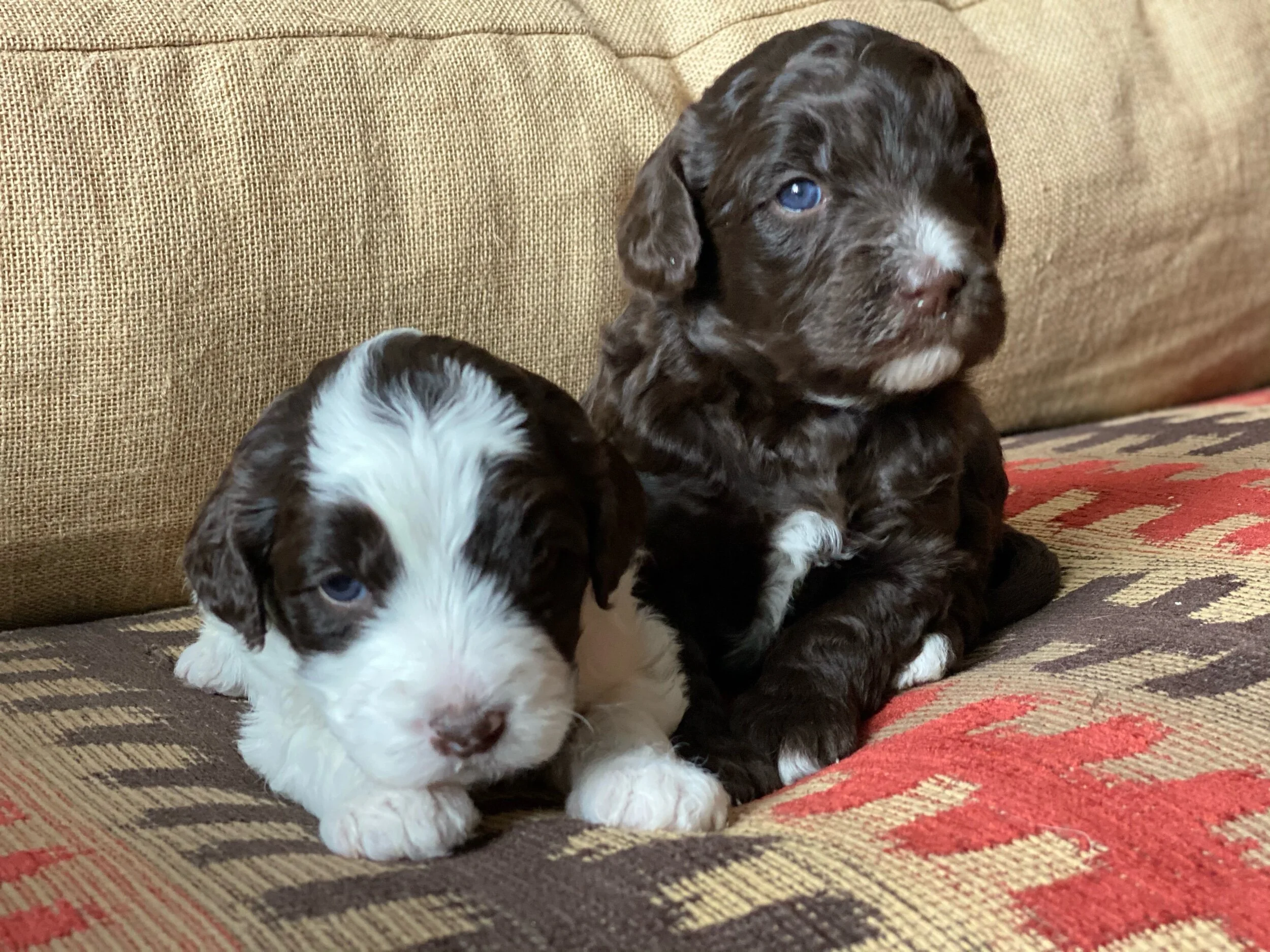Coulee’s Tiramisu x Cream Puff Molesley ❤️🐾
