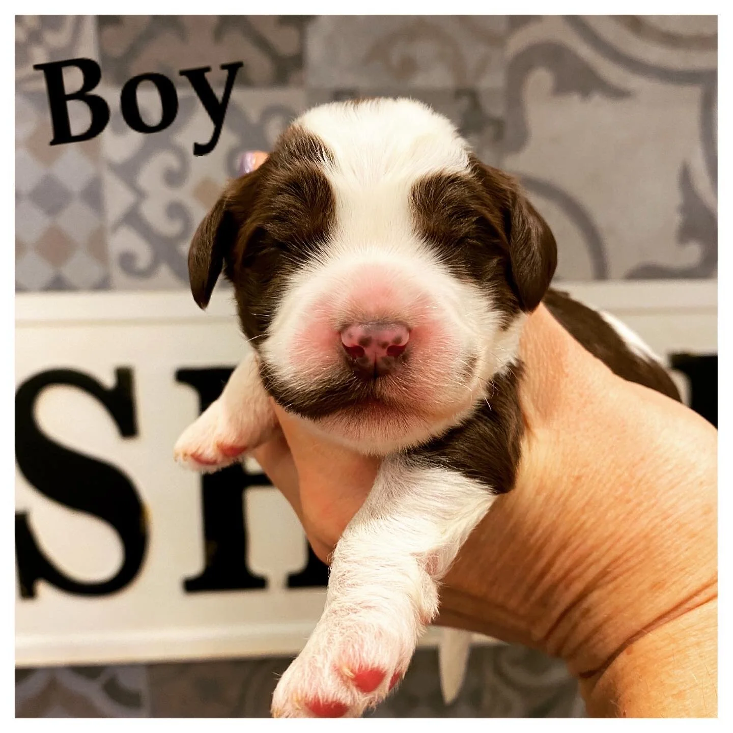 Coulee’s Nova x Coulee’s Wrigley Pups 🐶