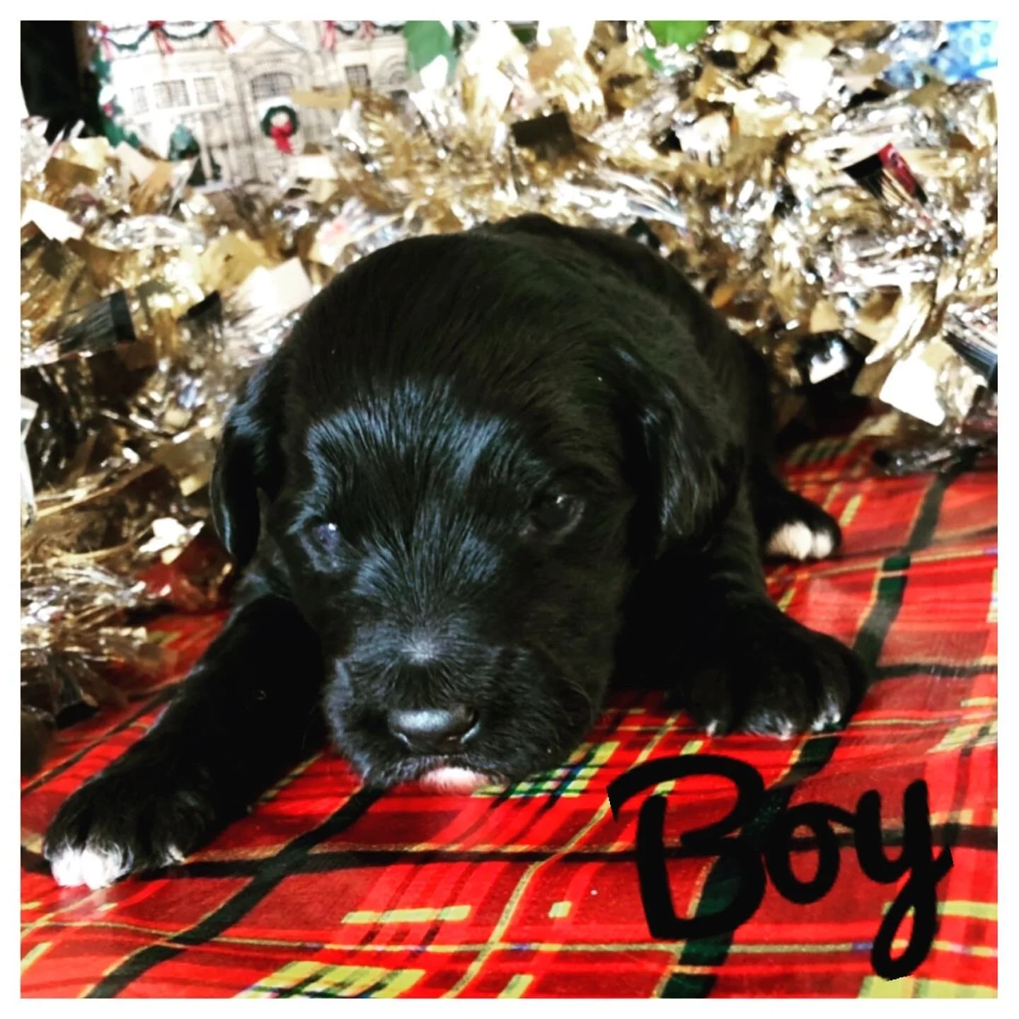 Coulee’s Pippa x Coulee’s Theodore ❤️