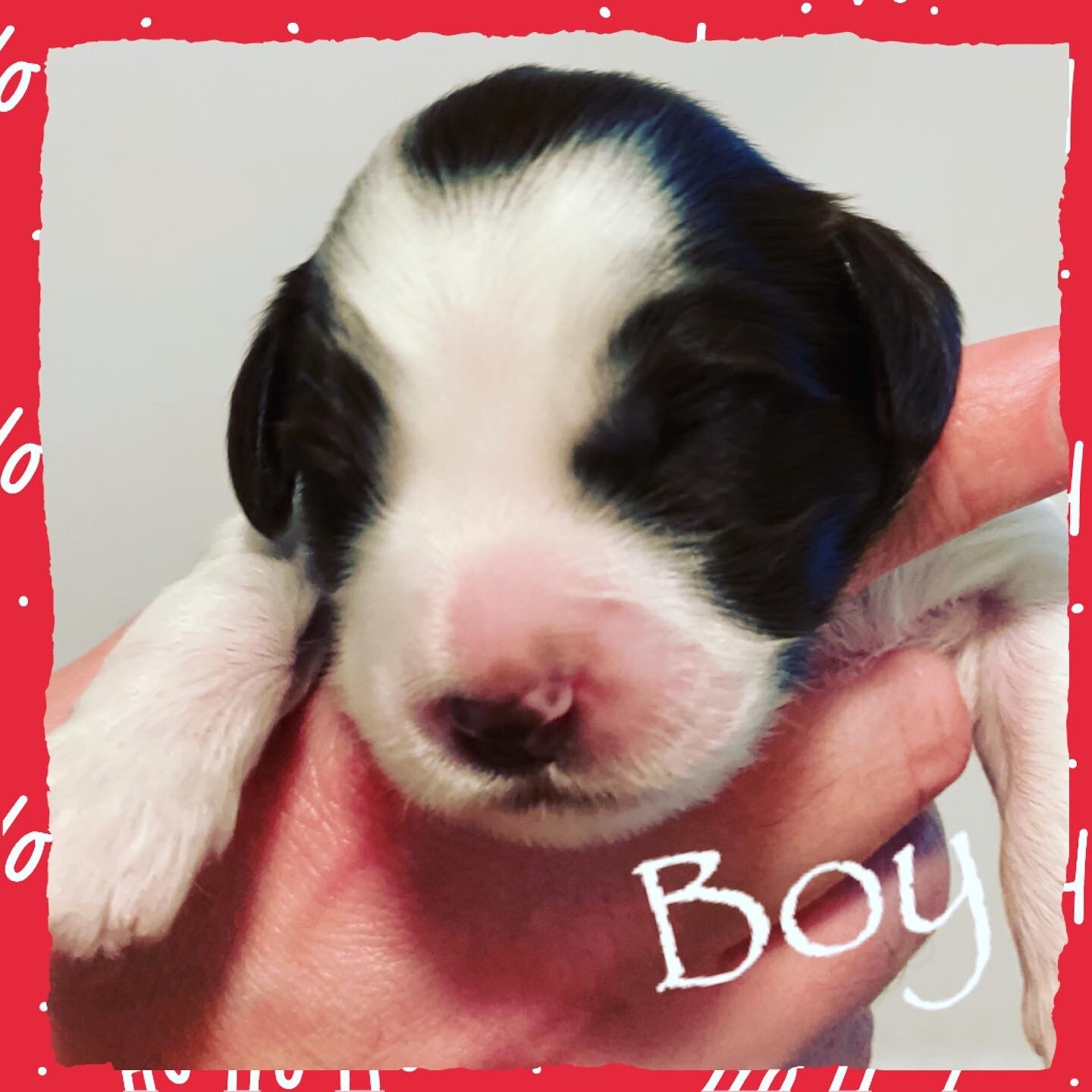 Coulee’s Matilda x Coulee’s Wrigley ❤️