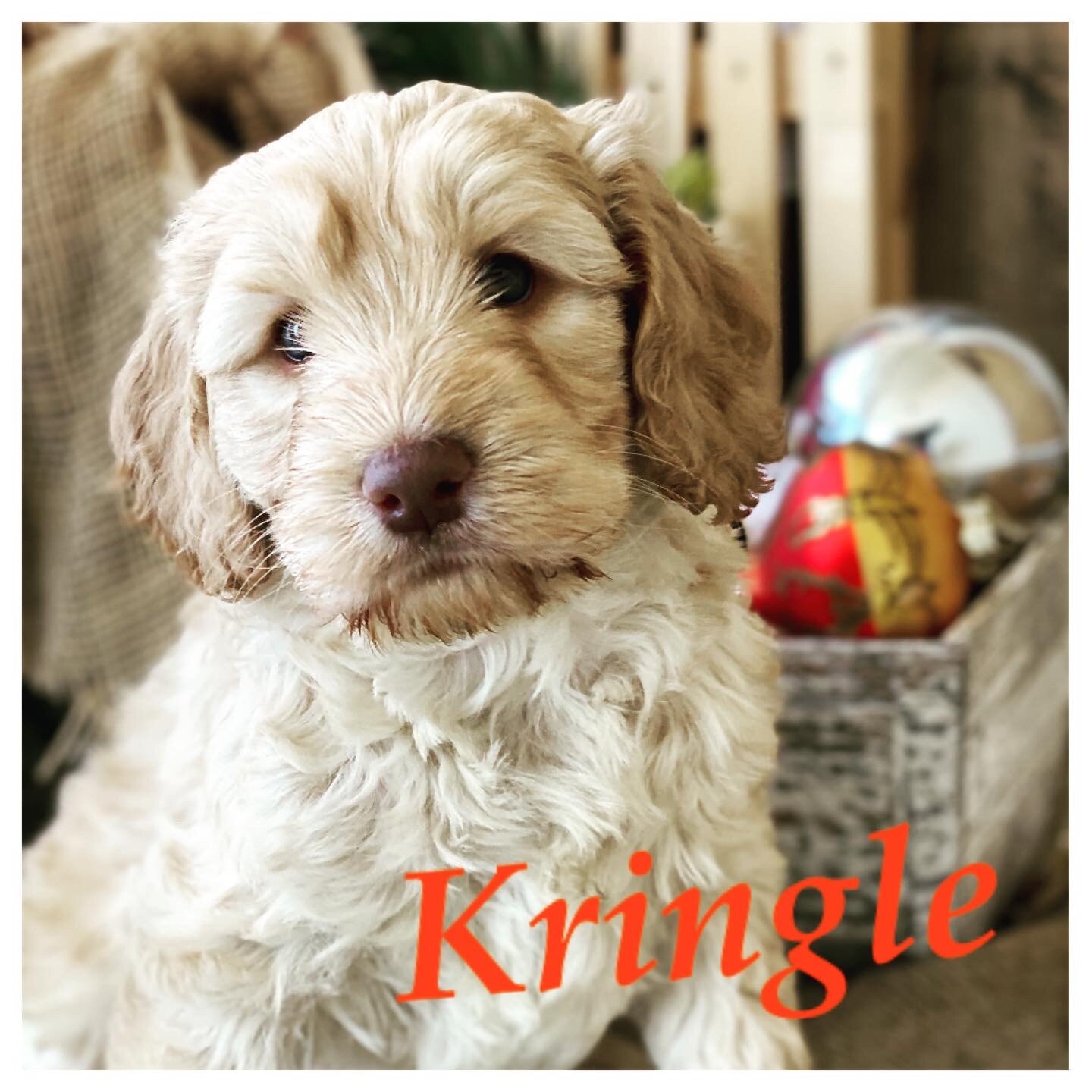 Coulee’s Hazelnut Latte x Coulee’s Wrigley 🐶