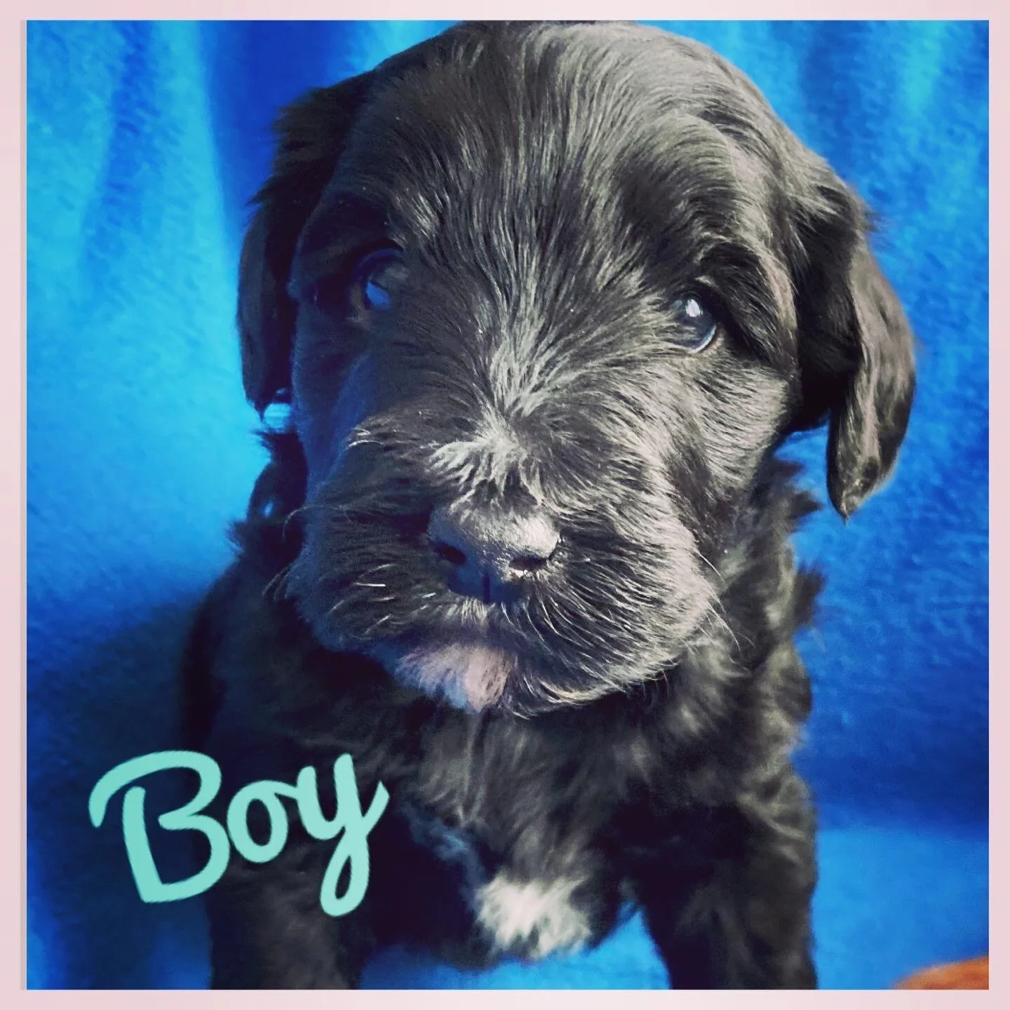 Coulee’s Pippa x Coulee’s Theodore ❤️