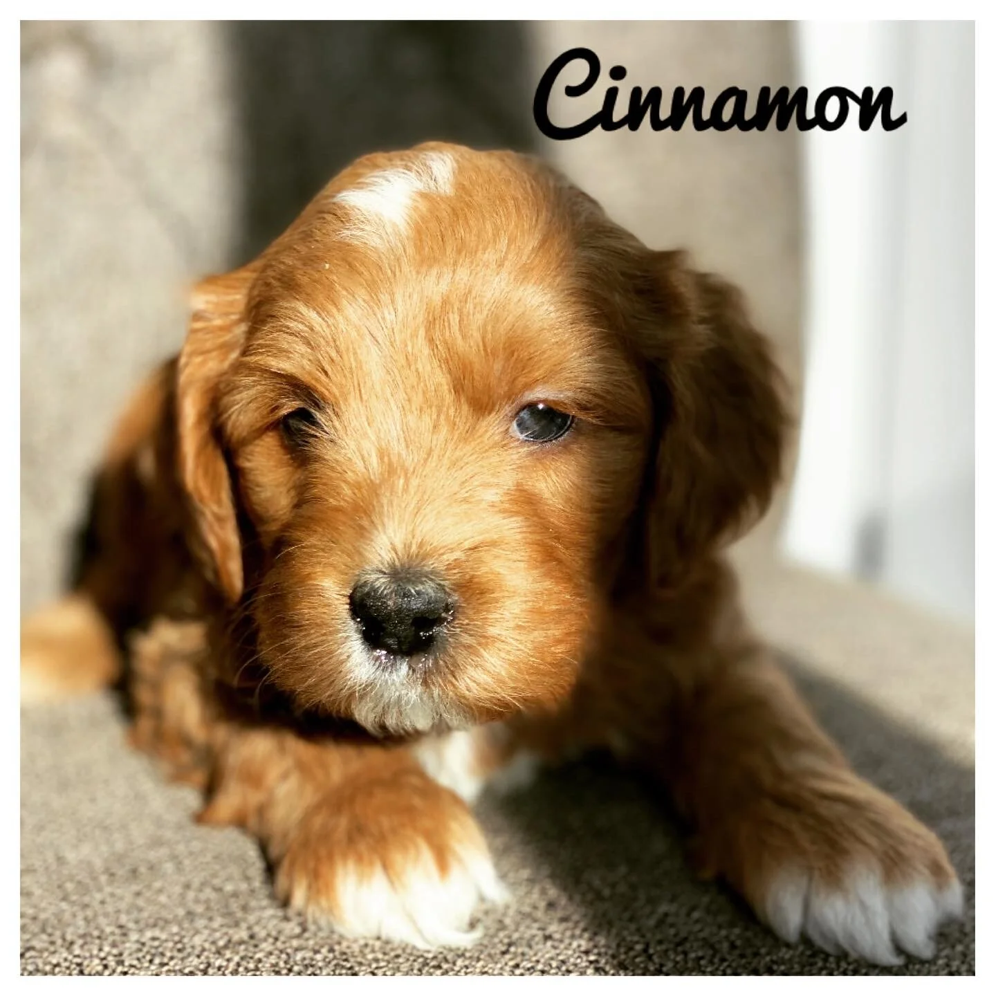 Coulee Macy x Prairie Cowboy Cash