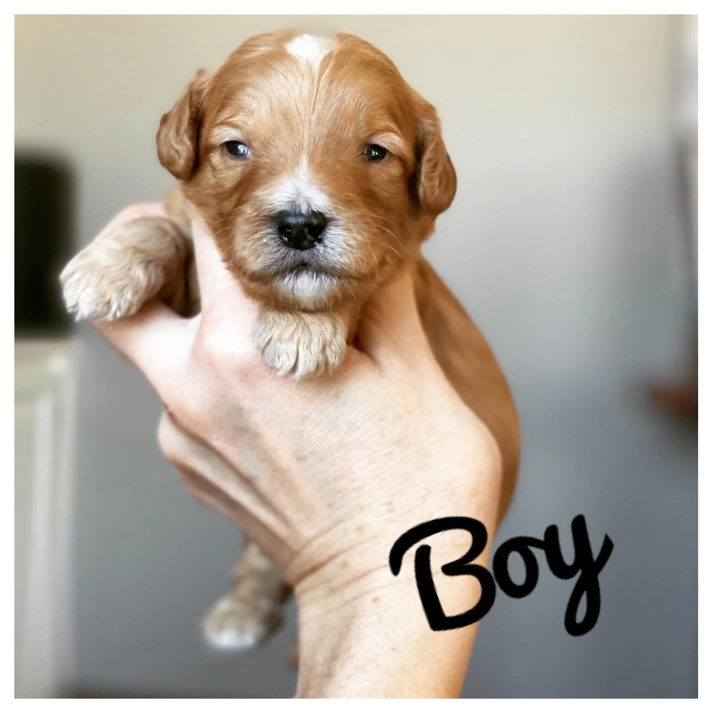 Coulee Stevie Nicks x Cream Puff Molesley 🐶