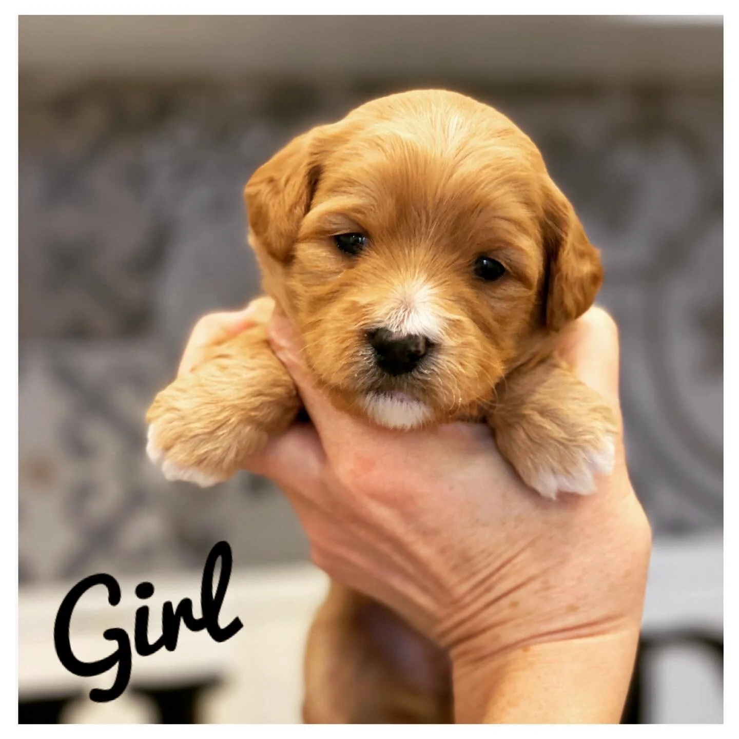 Coulee Stevie Nicks x Cream Puff Molesley