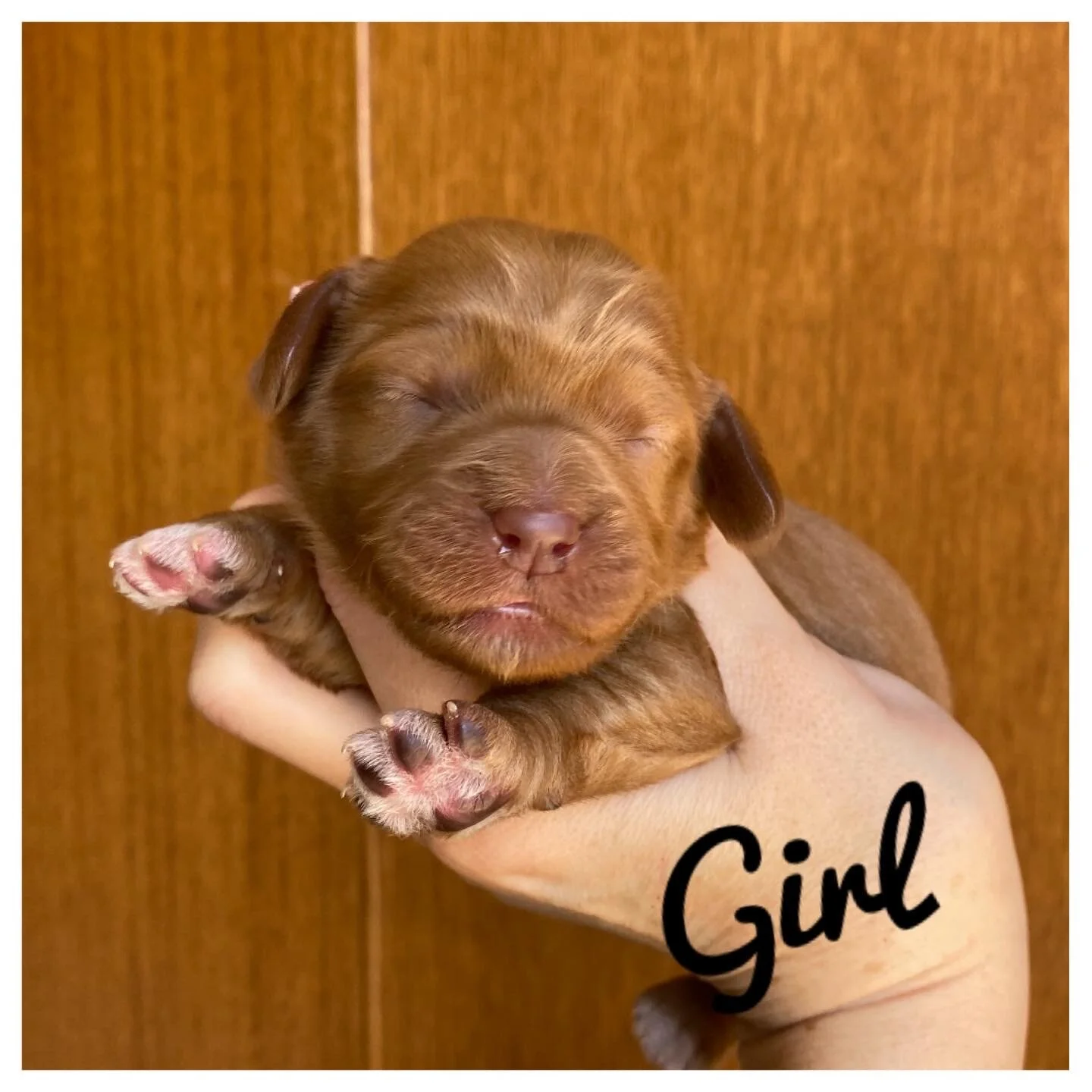 Coulee’s Fiona x Prairie Beauregard