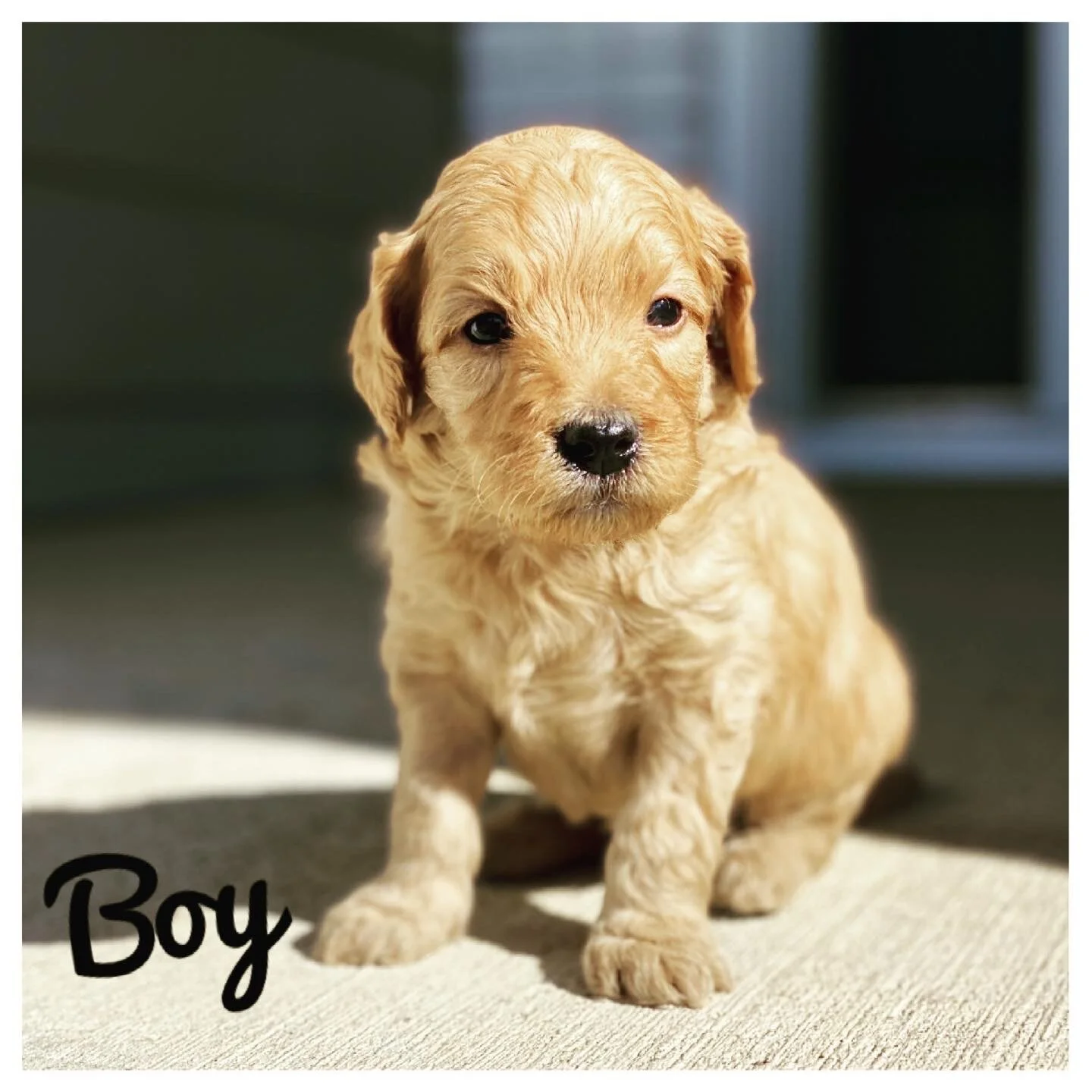 Coulee’s Stevie Nicks x Cream Puff Molesley