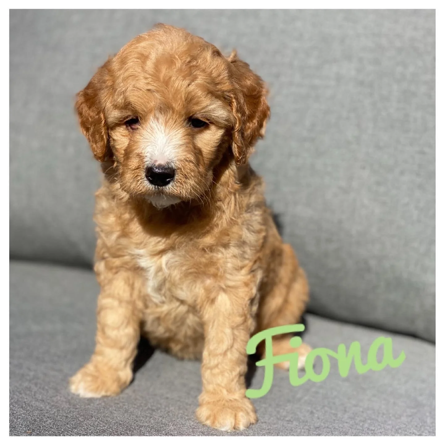 Coulee’s Stevie Nicks x Cream Puff’s Molesley