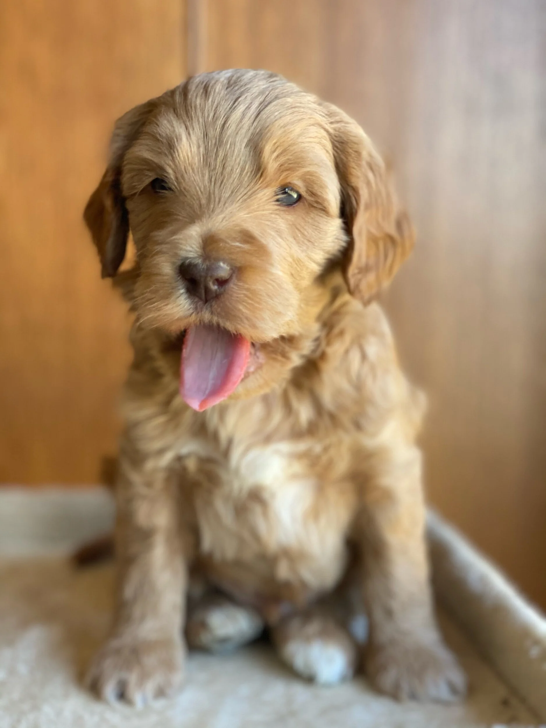 Coulee’s Fiona x Prairie Beauregard