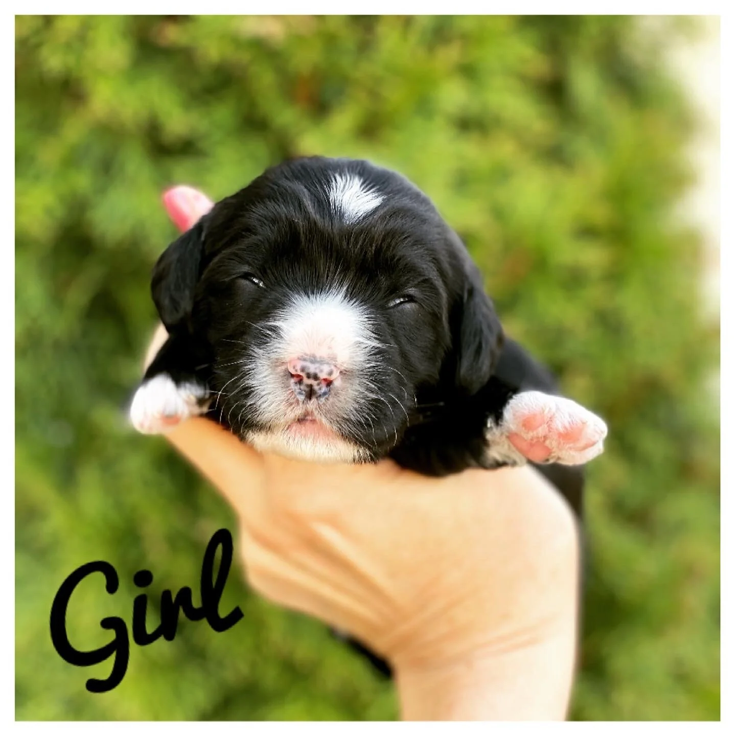 Coulee’s California Dream x Doodle Around Pinyin