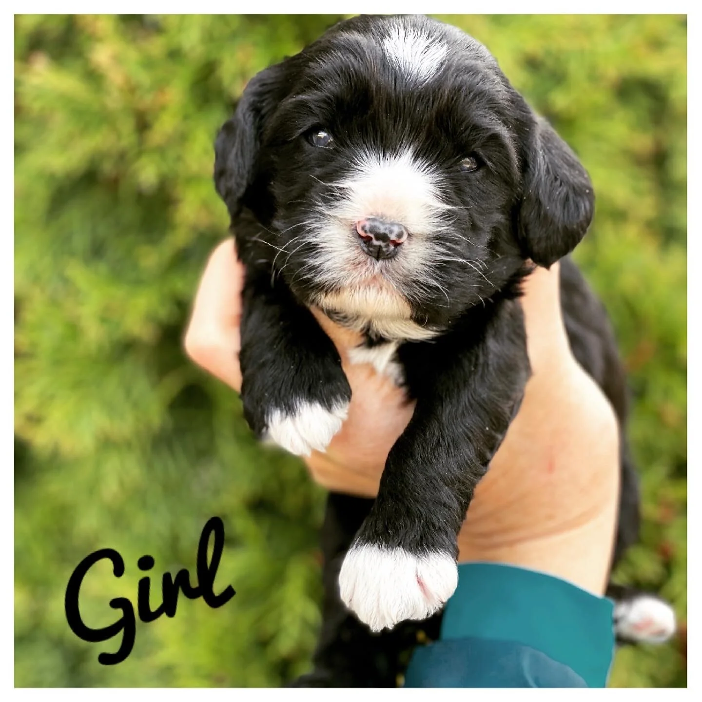 Coulee California Dream x Doodle Around Pinyin 🐼