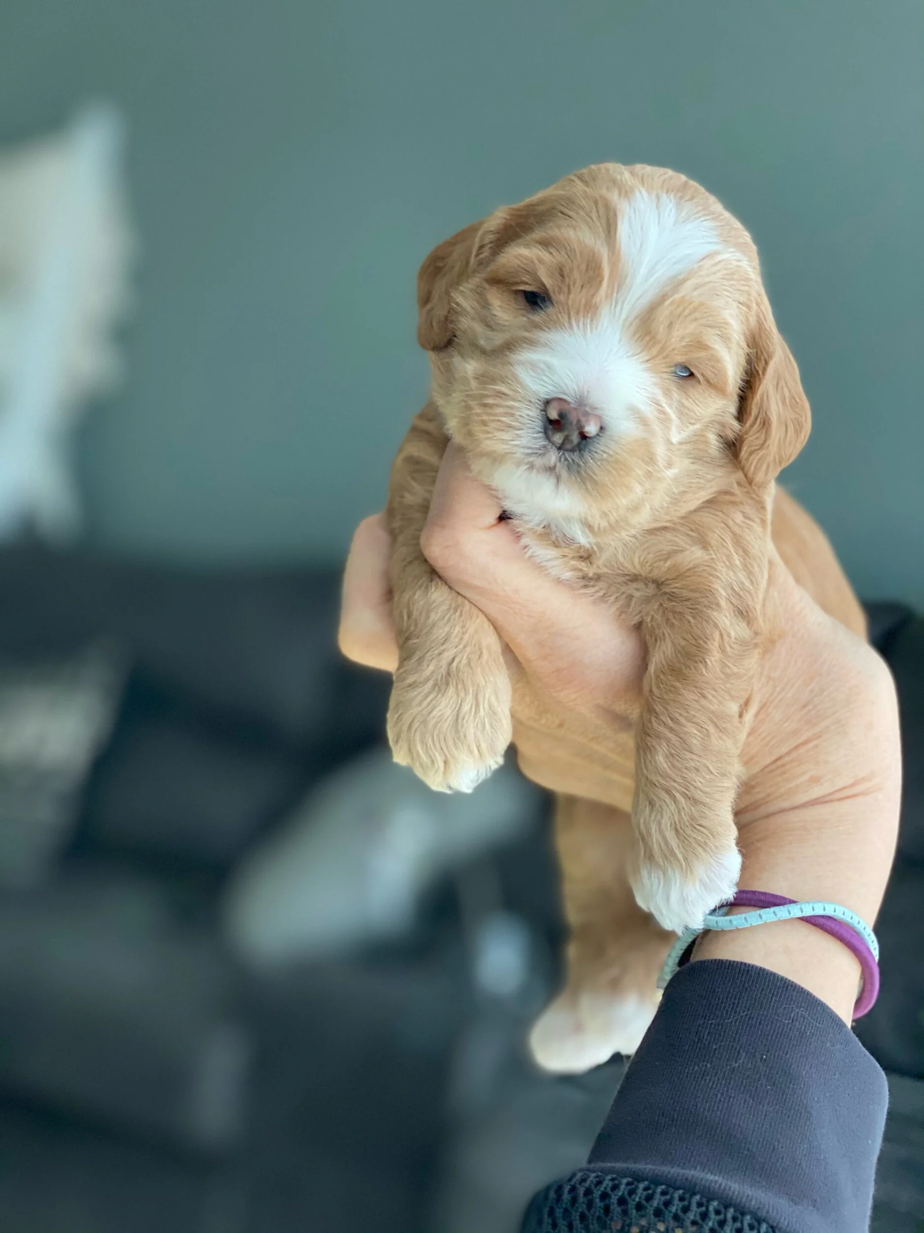 Coulee MillionDollar Baby x Prairie Doodles Elmer