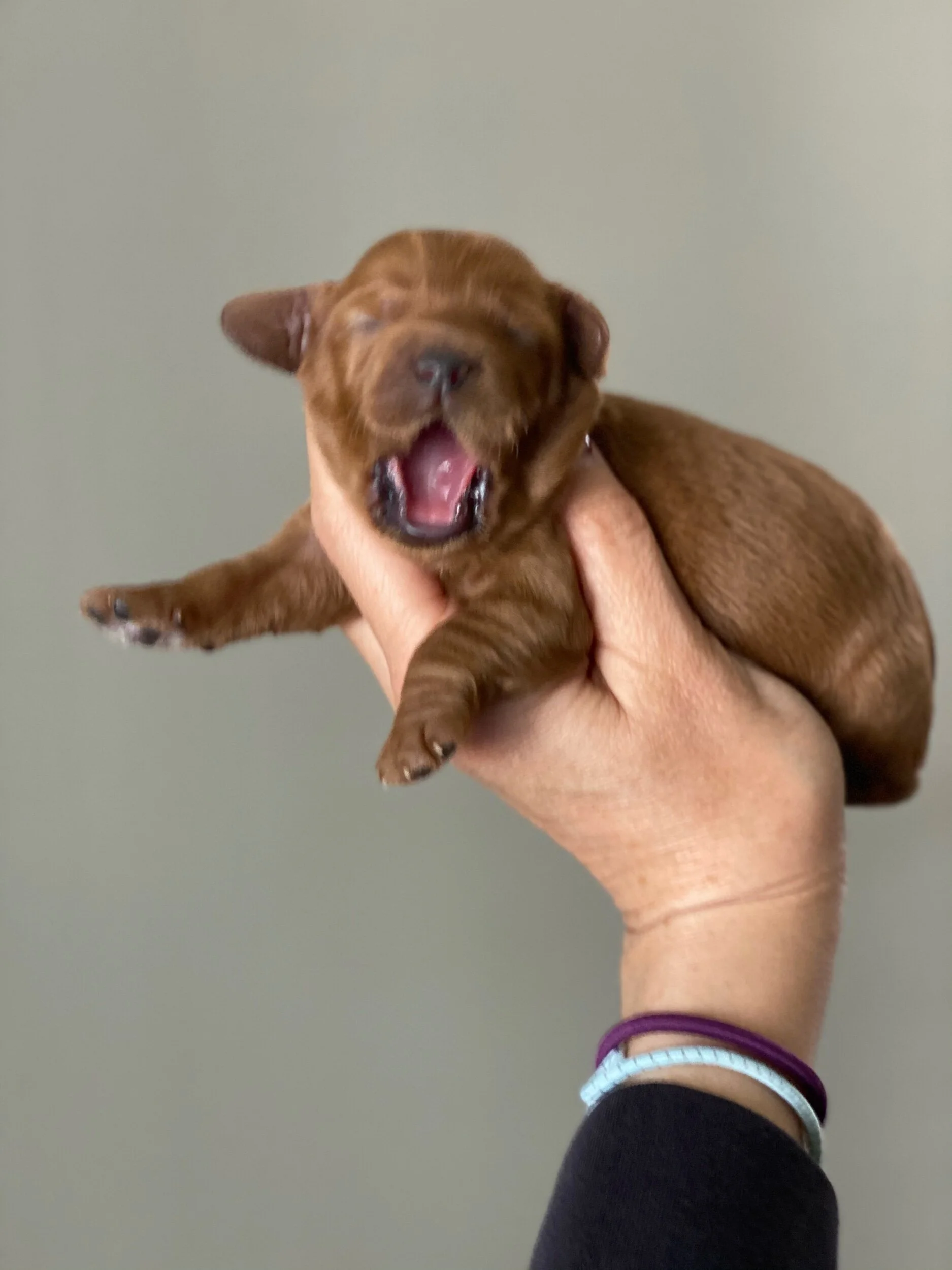 Coulee Ella x Coulee Ollie 🐾