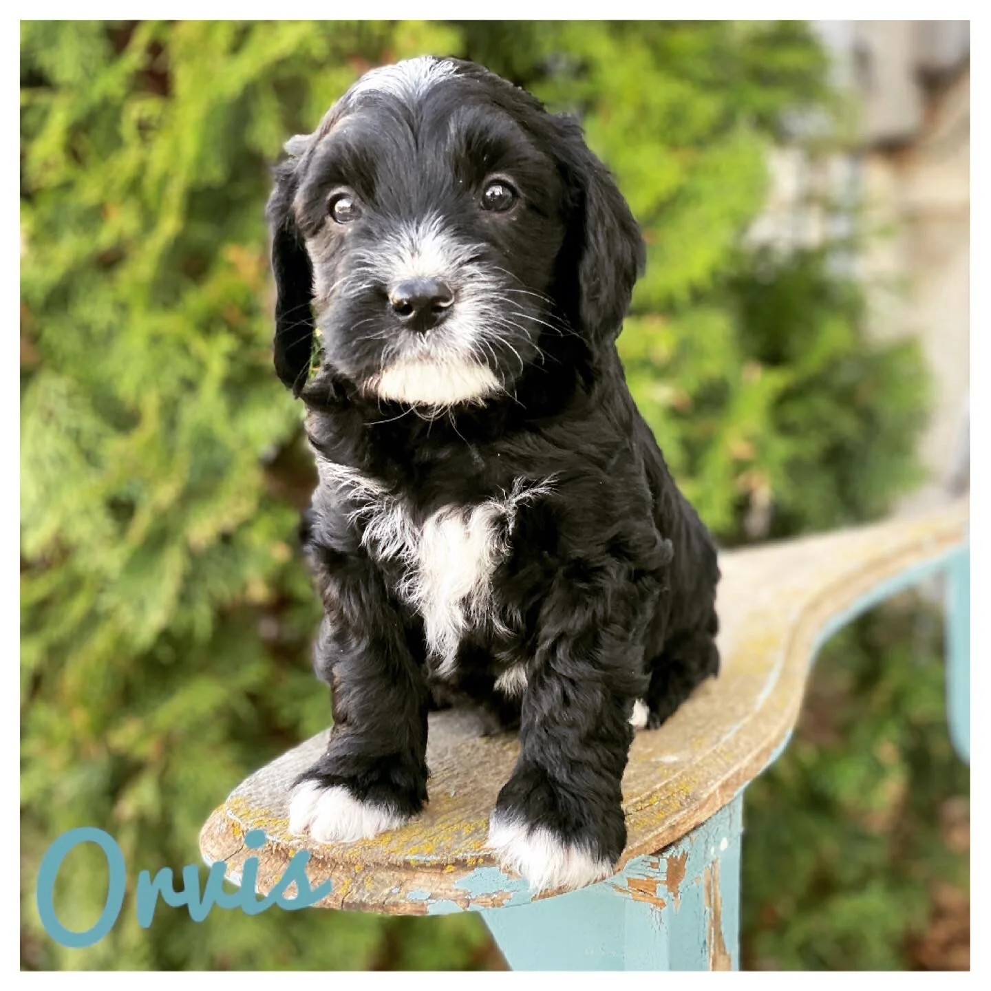 Coulee California Dream x Doodle Around Pinyin ❤️