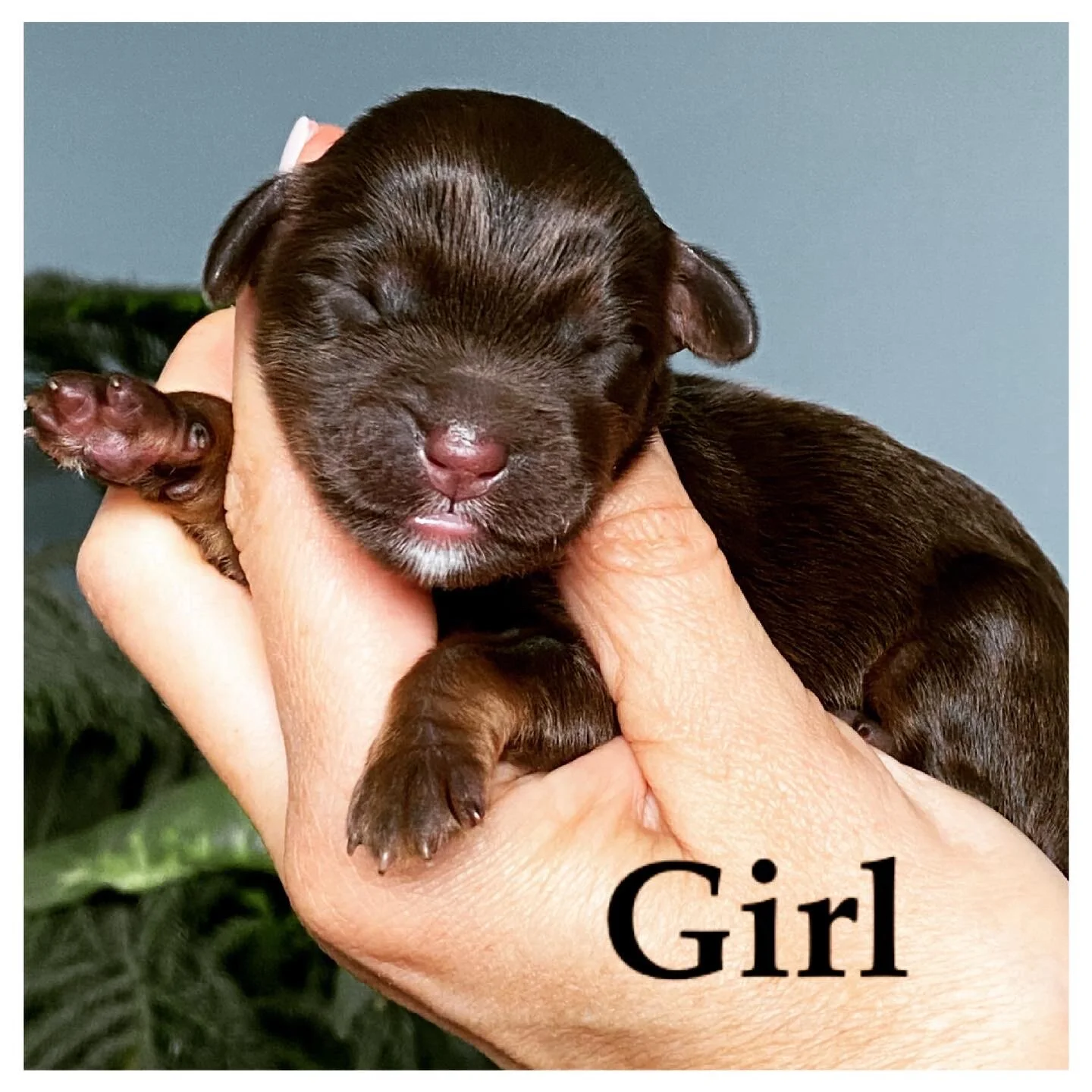 Coulee Jellybean x Coulee Asher🐾