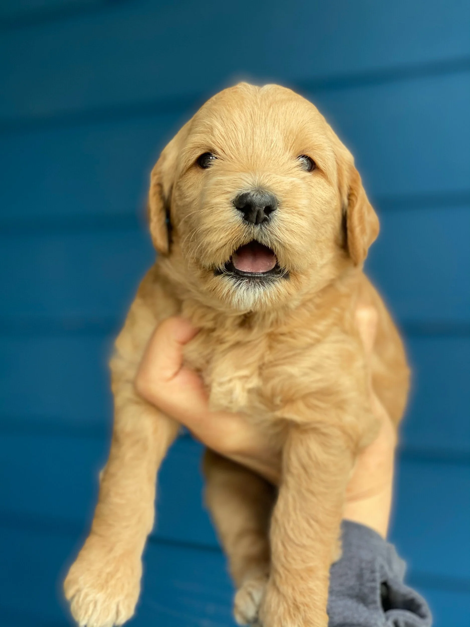 Coulee Redd Sunset x Still Waters Rosco ❤️