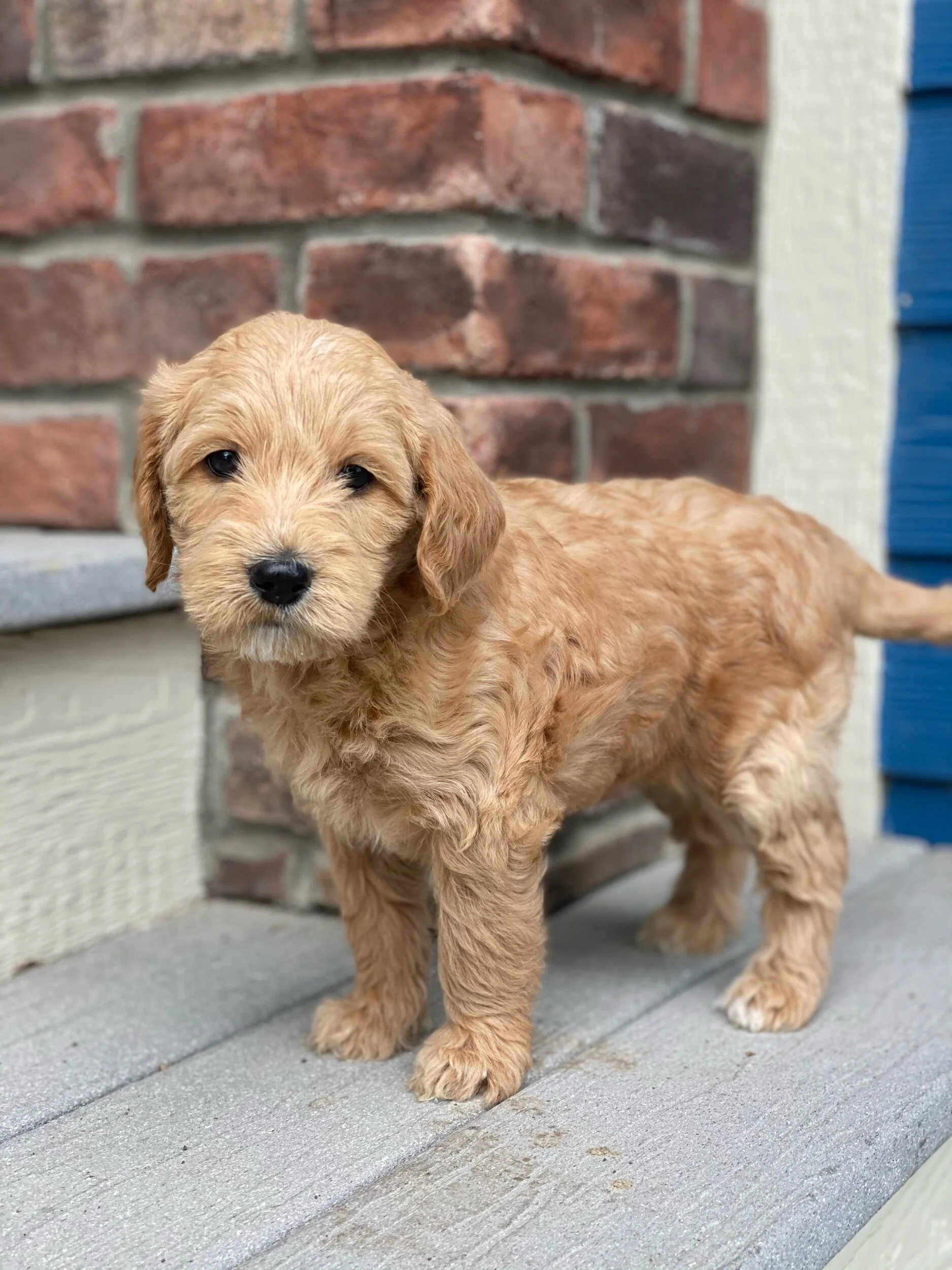 Coulee Redd Sunset x Still Waters Rosco ❤️