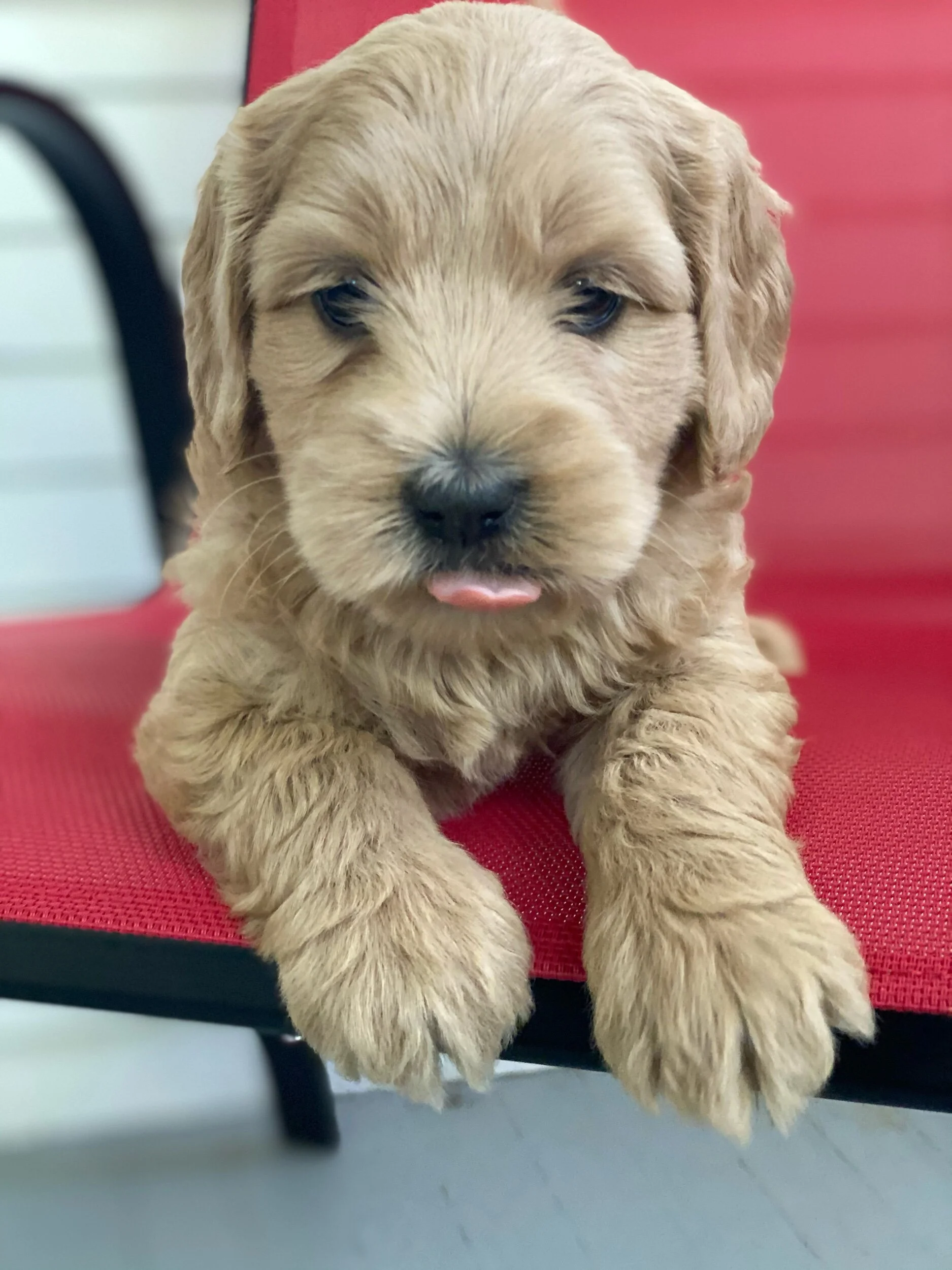 Coulee Ella x Coulee Ollie ❤️