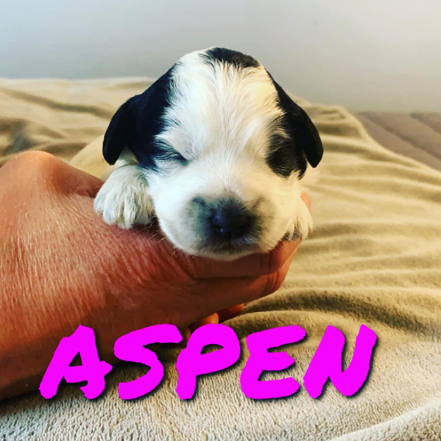 Coulee Koda x Edenvalley Elmer 🐶