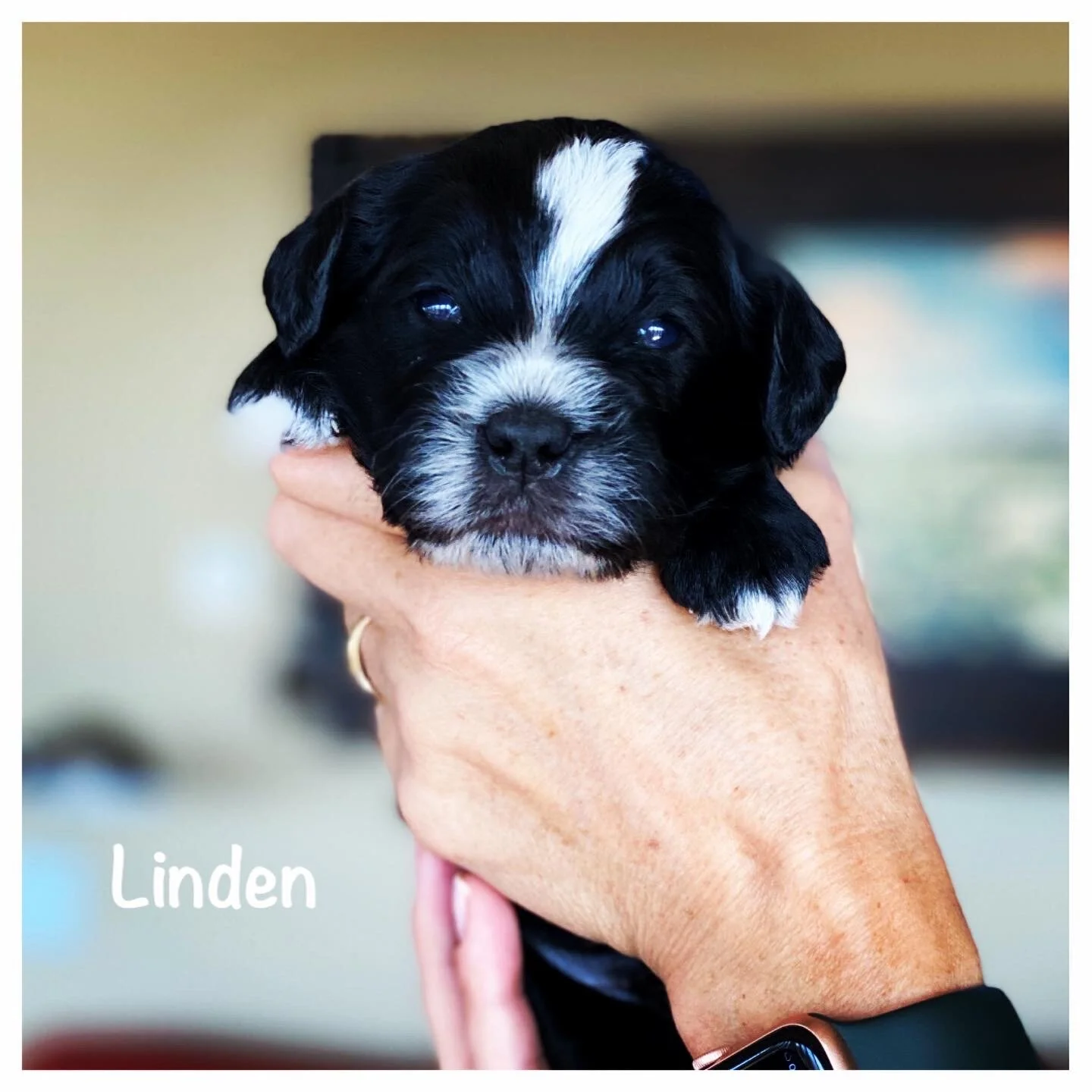 Coulee Koda x Edenvalley Elmer ❤️