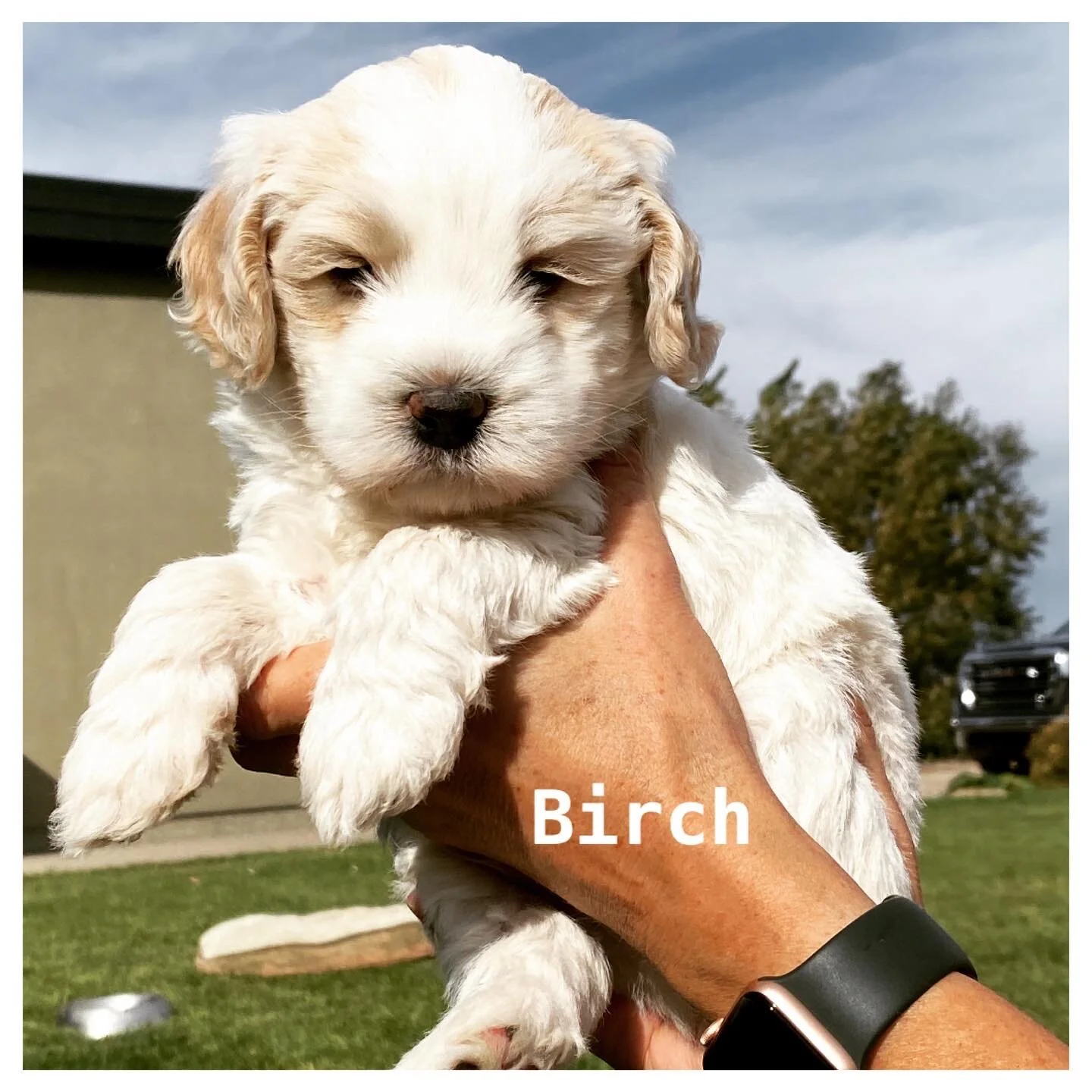 Coulee’s Koda x Edenvalley Elmer ❤️