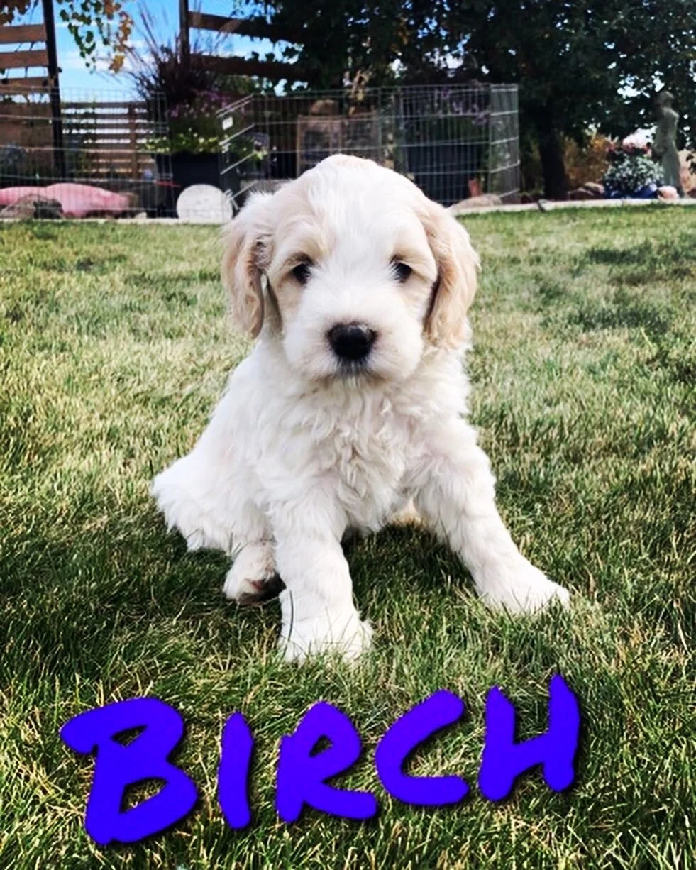 Coulee’s Koda x Edenvalley Elmer