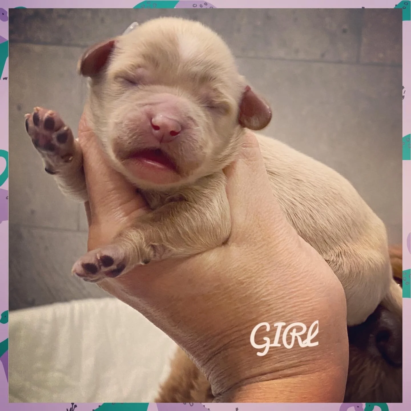 Coulee’s Margie x Coulee’s Thor Pups 🐶