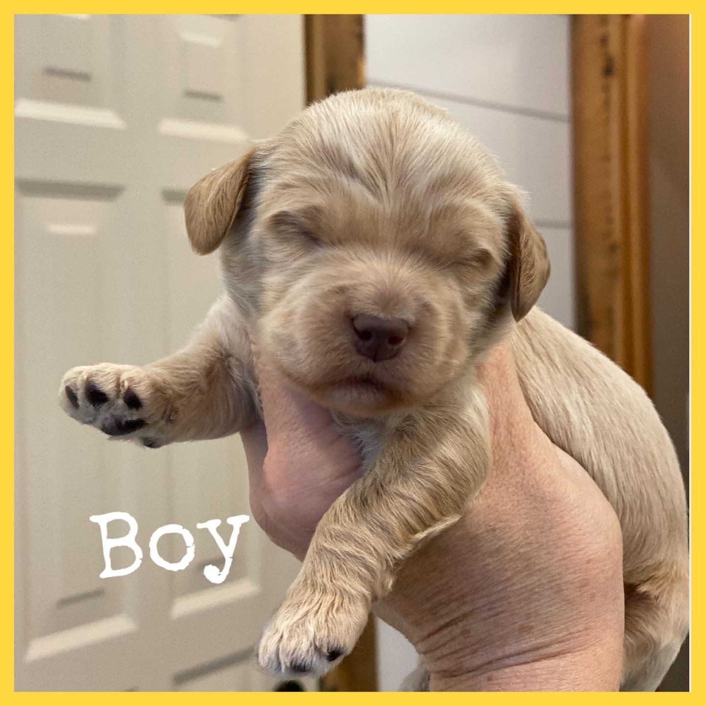 Coulee Margie x Coulee Thor 🐶