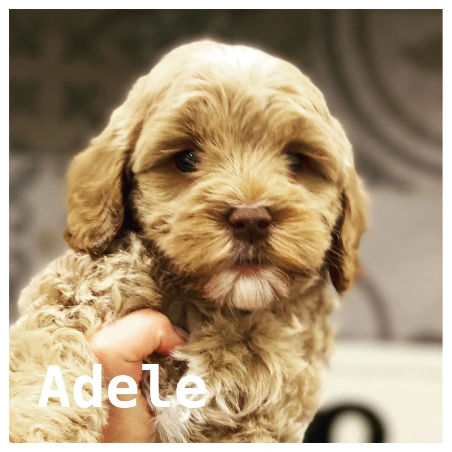 Coulee Margie x Coulee Thor❣️