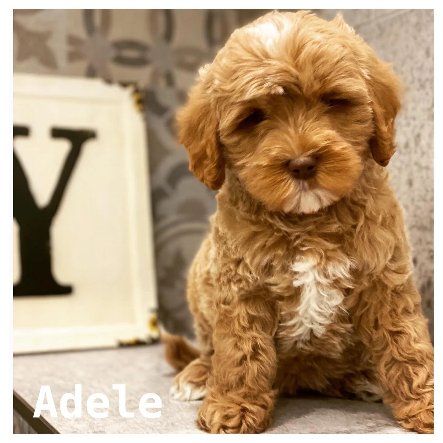 Coulee Margie x Coulee Thor 🐶