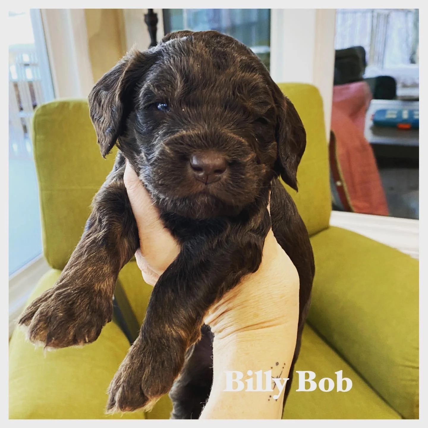 Coulee Hazel x Doodle Around Boomer